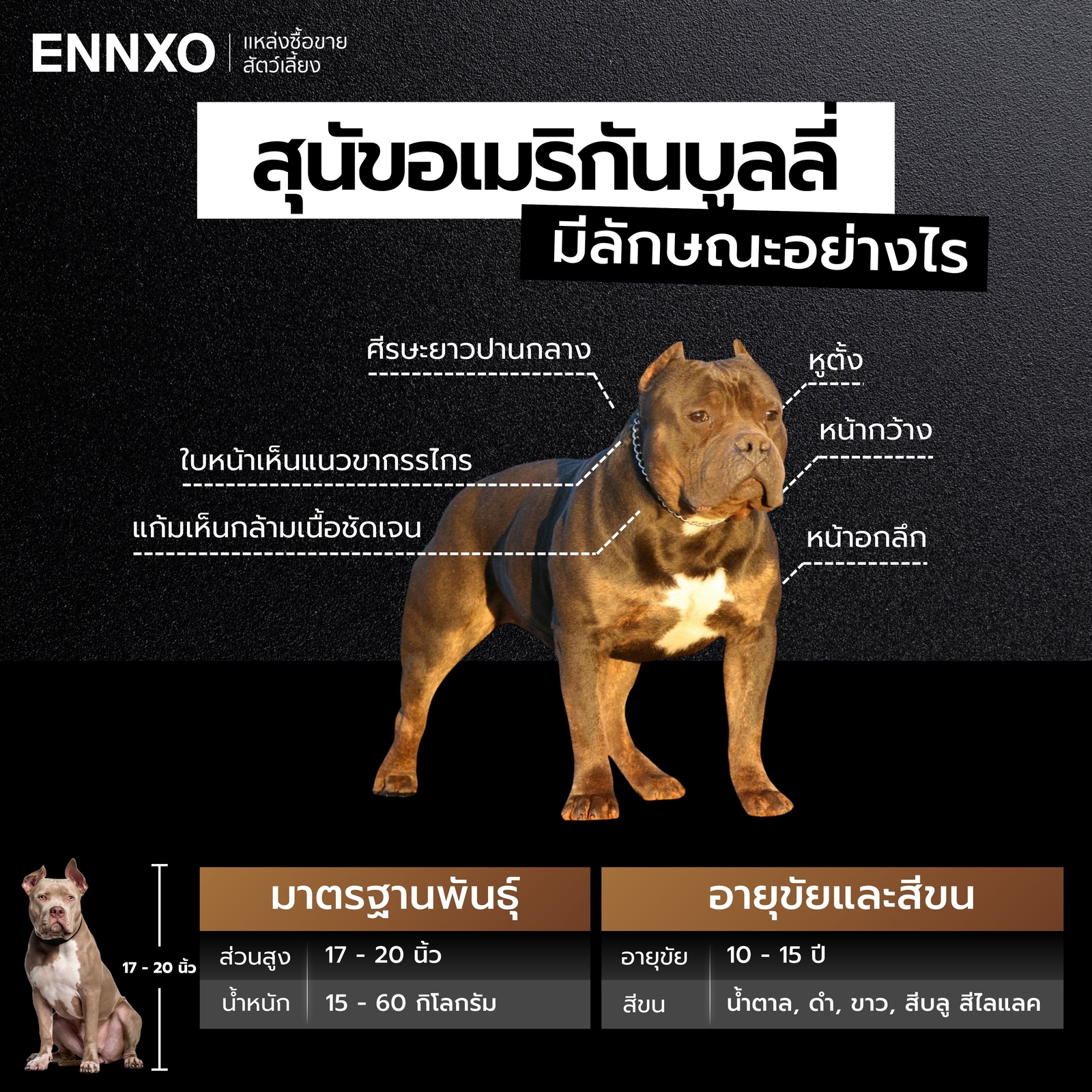 ลักษณะสุนัขอเมริกันบูลลี่เป็นยังไง