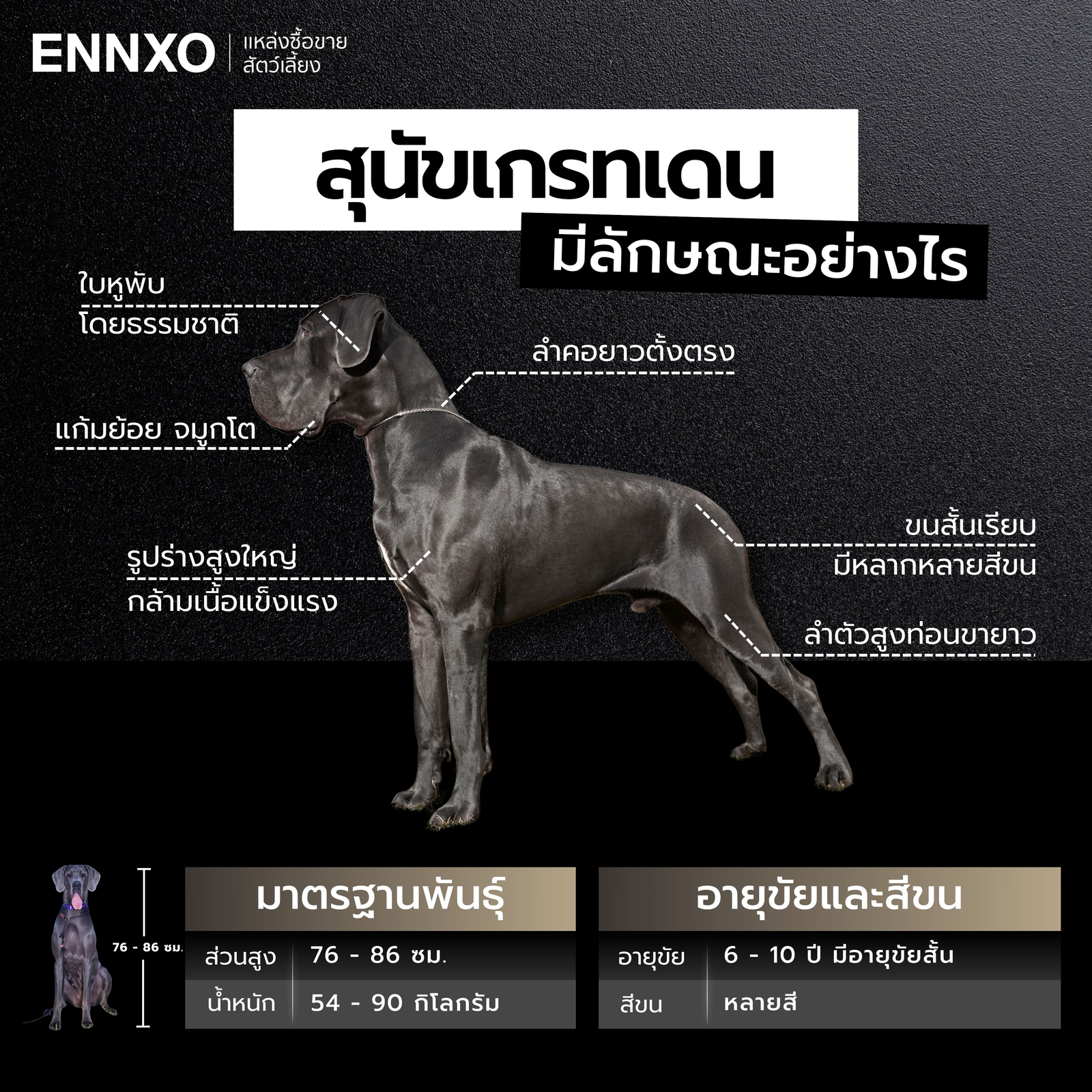 ลักษณะสุนัขเกรทเดน-แท้ดูยังไง