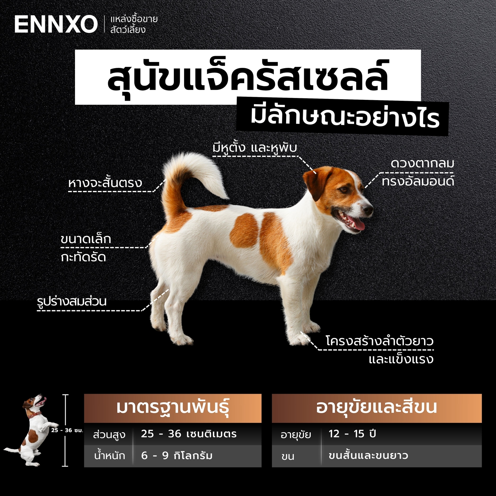 ลักษณะสุนัขแจ็ครัสเซลล์-แท้