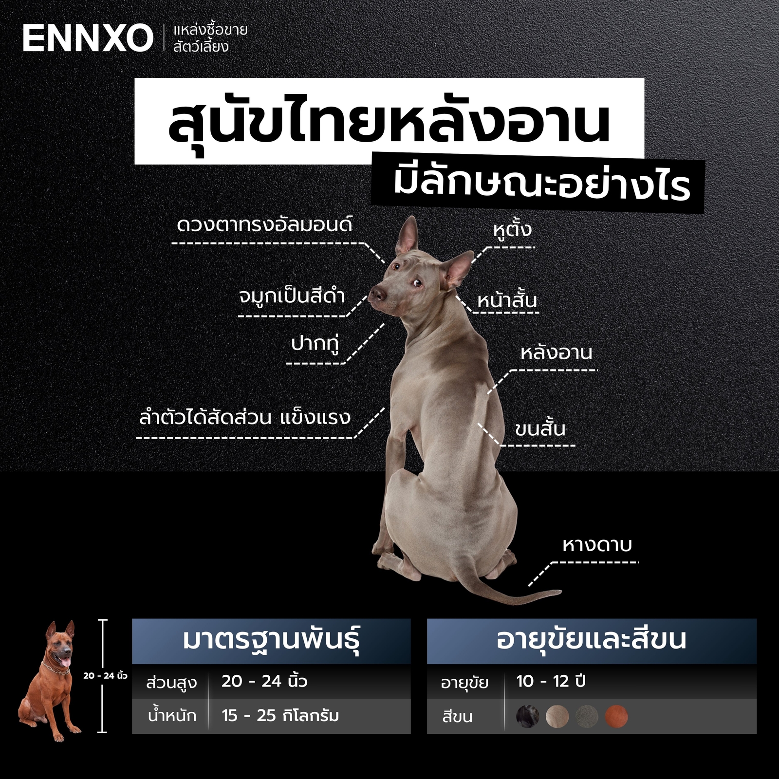 ลักษณะสุนัขไทยหลังอานแท้ เป็นอย่างไร