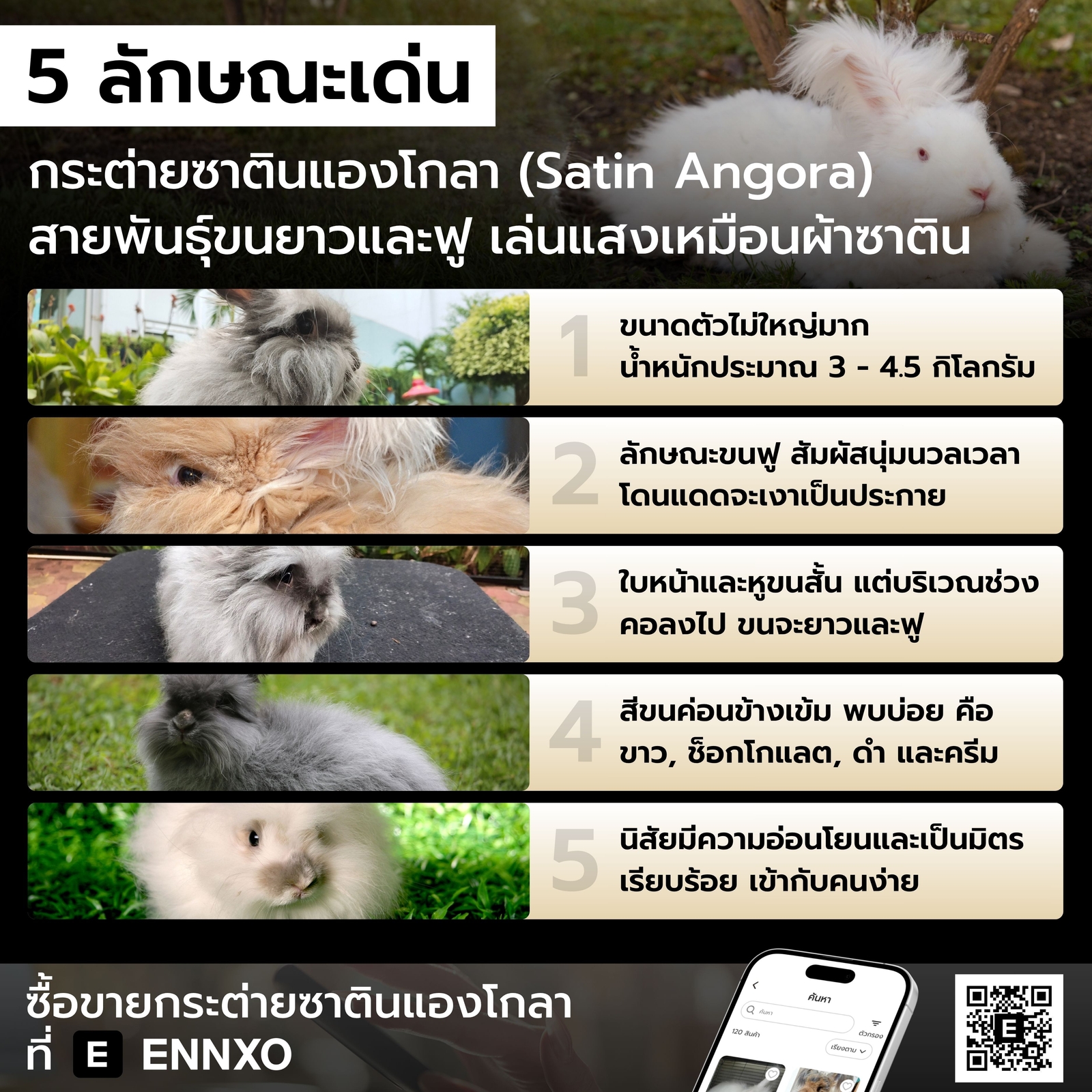 ลักษณะเด่น กระต่ายซาตินแองโกลา