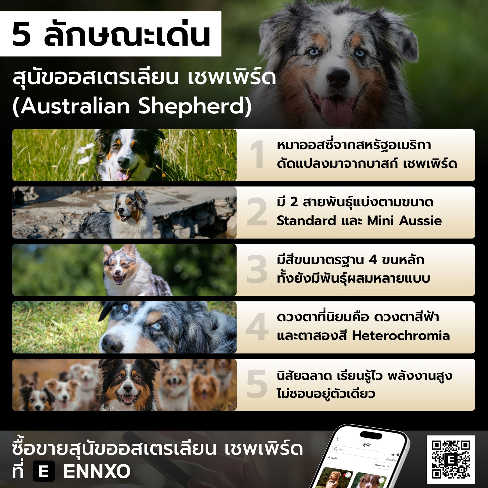 ลักษณะเด่น-สุนัขออสเตรเลียน-เชพเพิร์ด