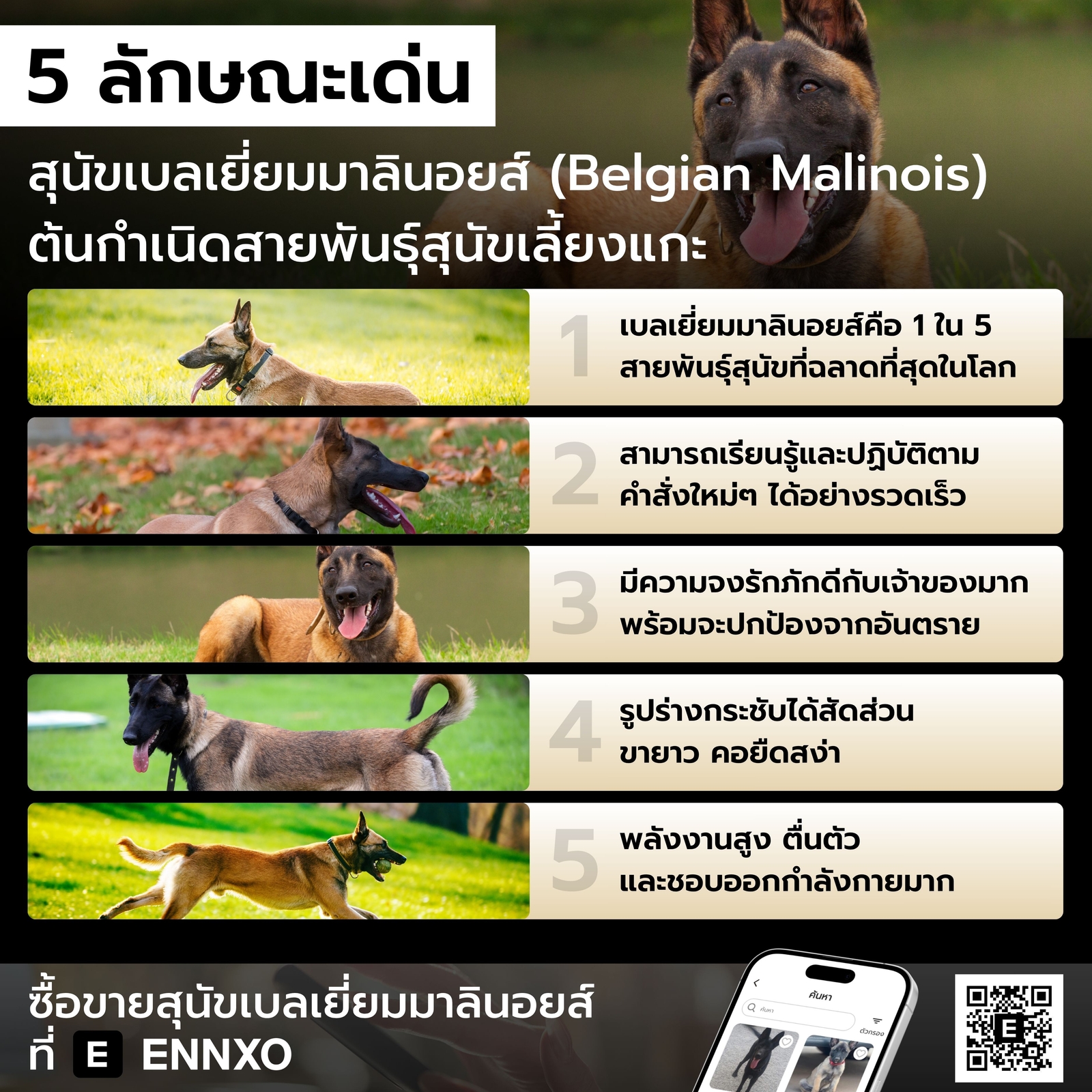 ลักษณะเด่น สุนัขเบลเยี่ยมมาลินอยส์
