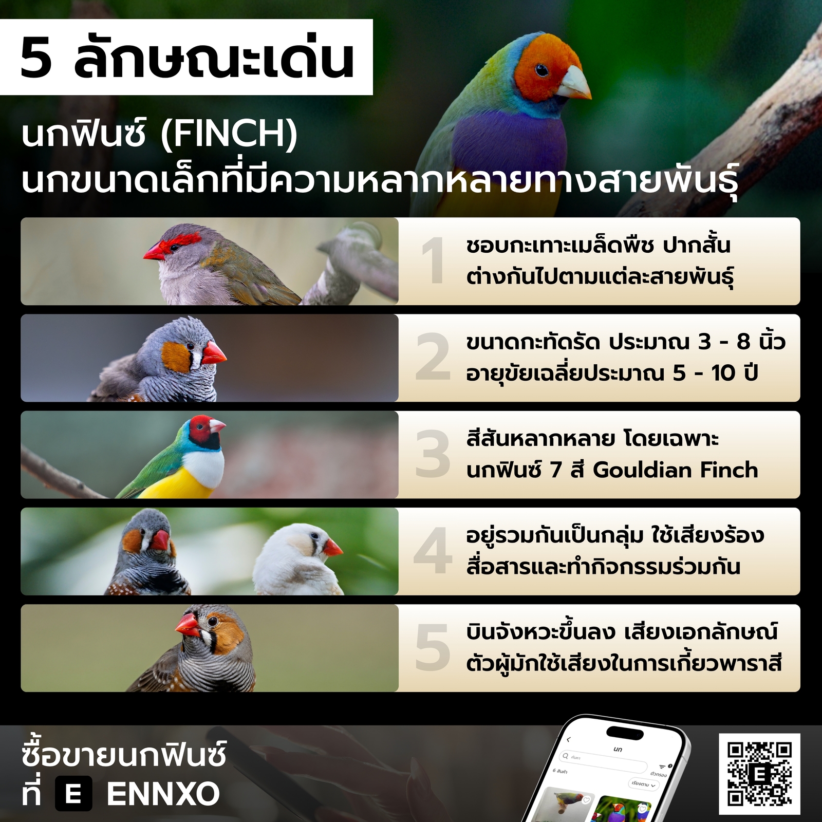 นกฟินซ์ (Finch) มีลักษณะเด่นอย่างไรบ้าง