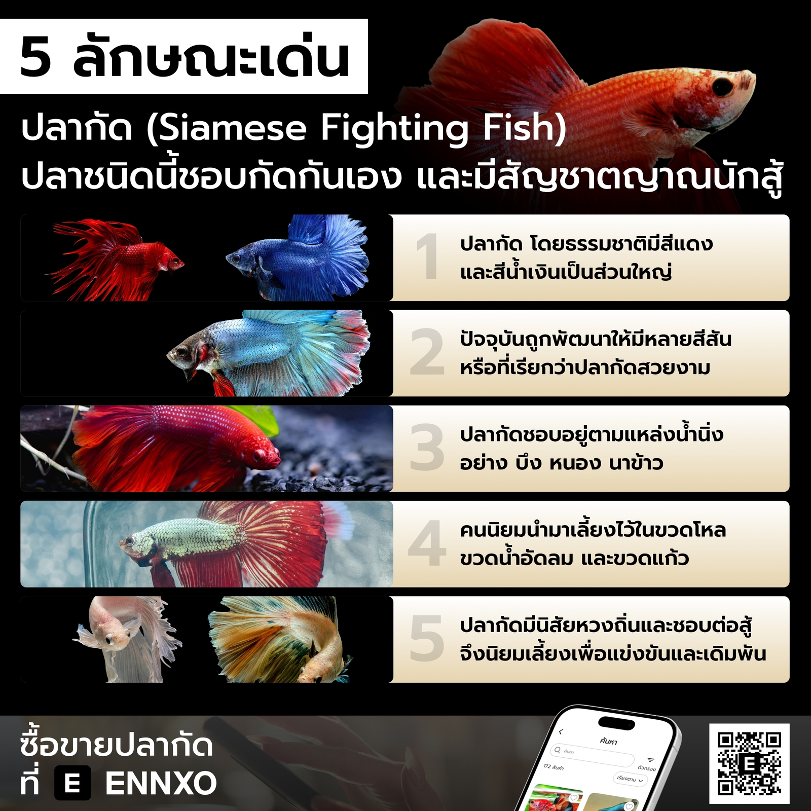 ปลากัดมีลักษณะเด่นอย่างไร
