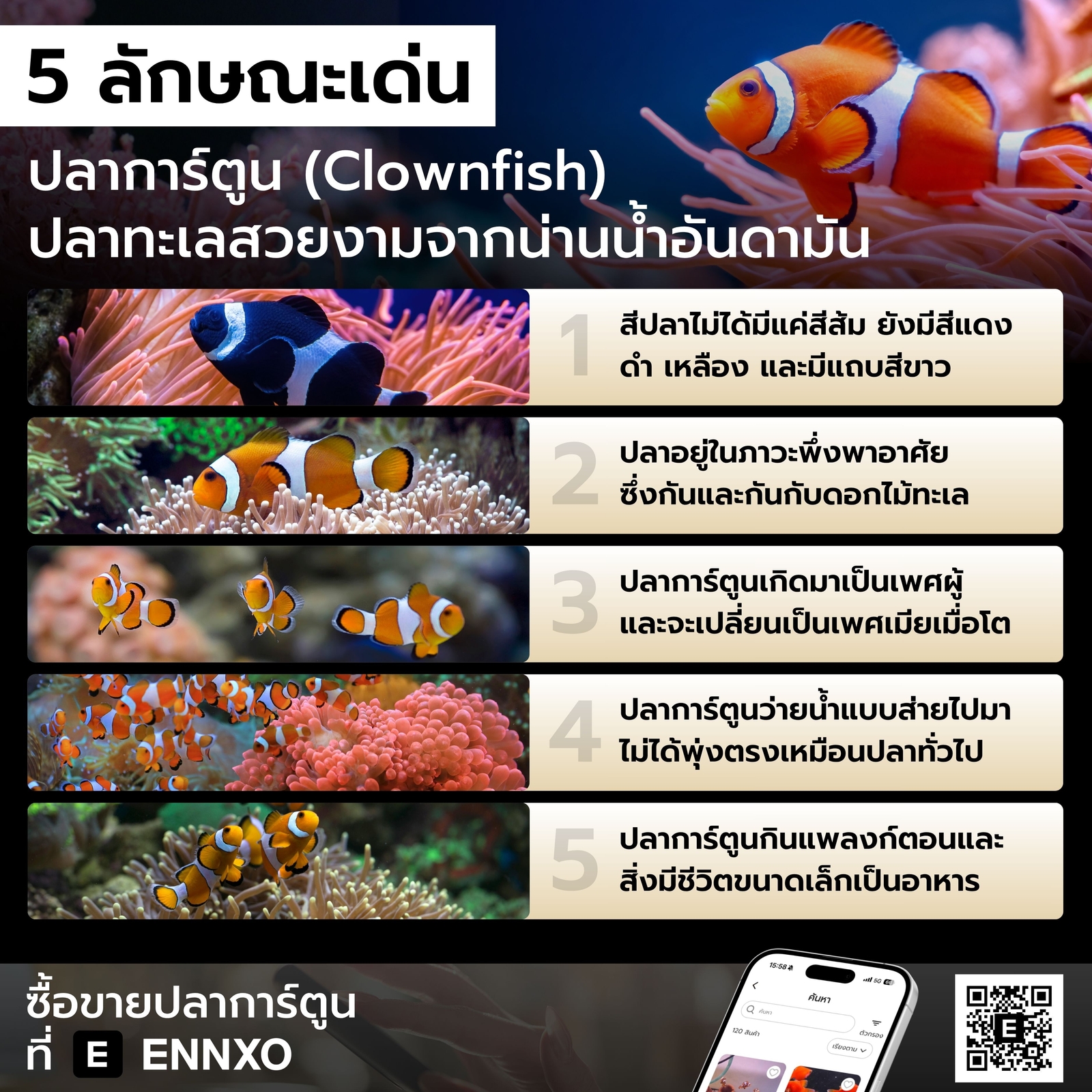ลักษณะเด่นของปลาการ์ตูน Clownfish