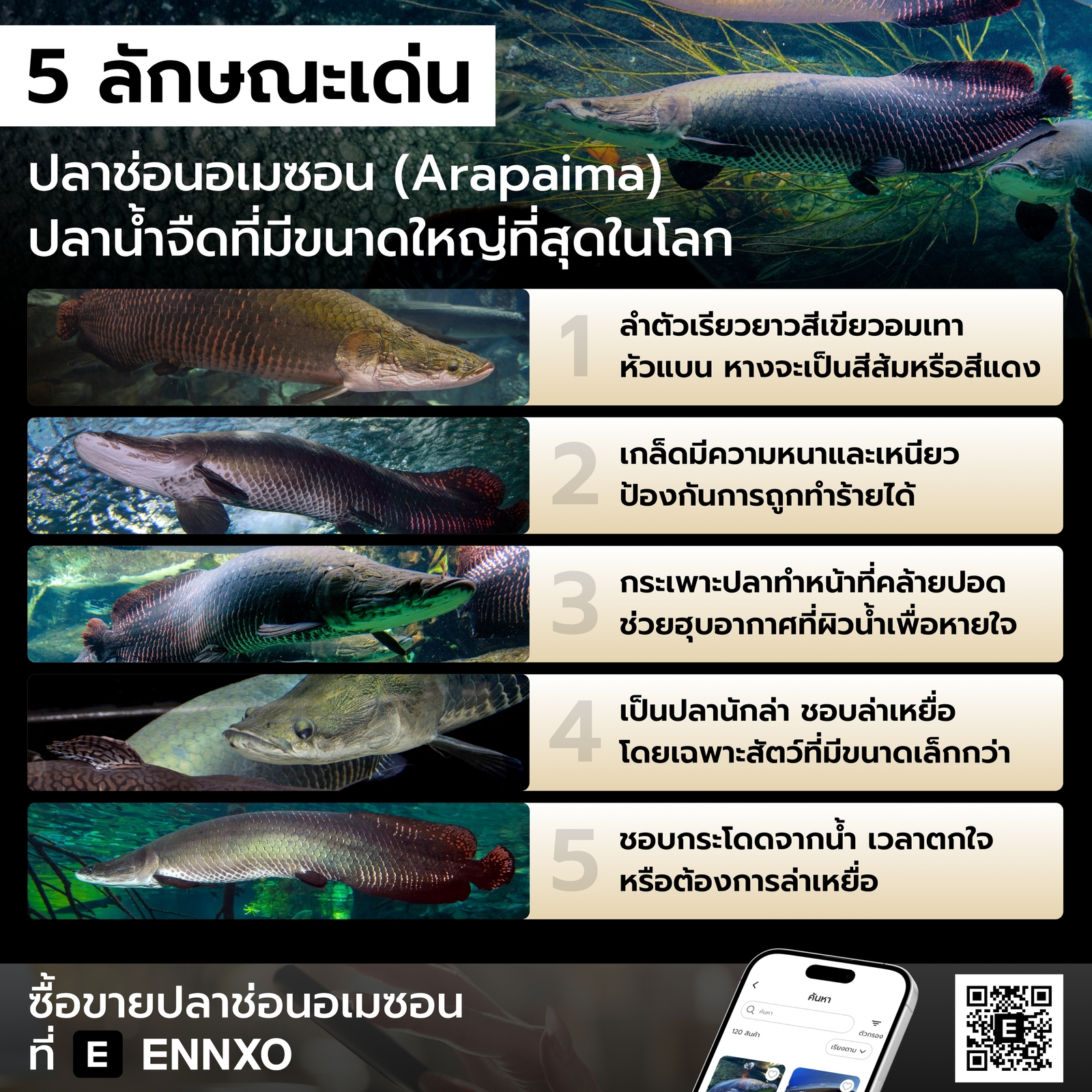 ปลาช่อนอเมซอน มีลักษณะเด่นอย่างไร