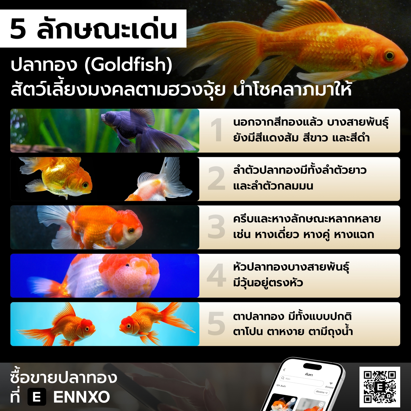ปลาทอง มีลักษณะเด่นอะไรบ้าง