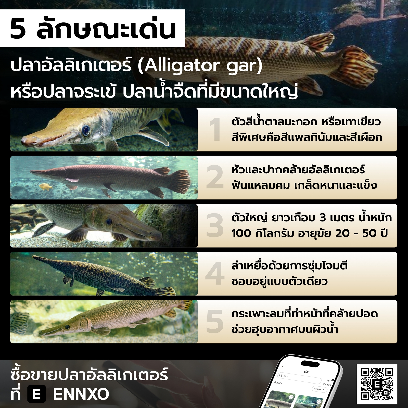 ปลาอัลลิเกเตอร์ มีลักษณะทางกายภาพและพฤติกรรมอย่างไร