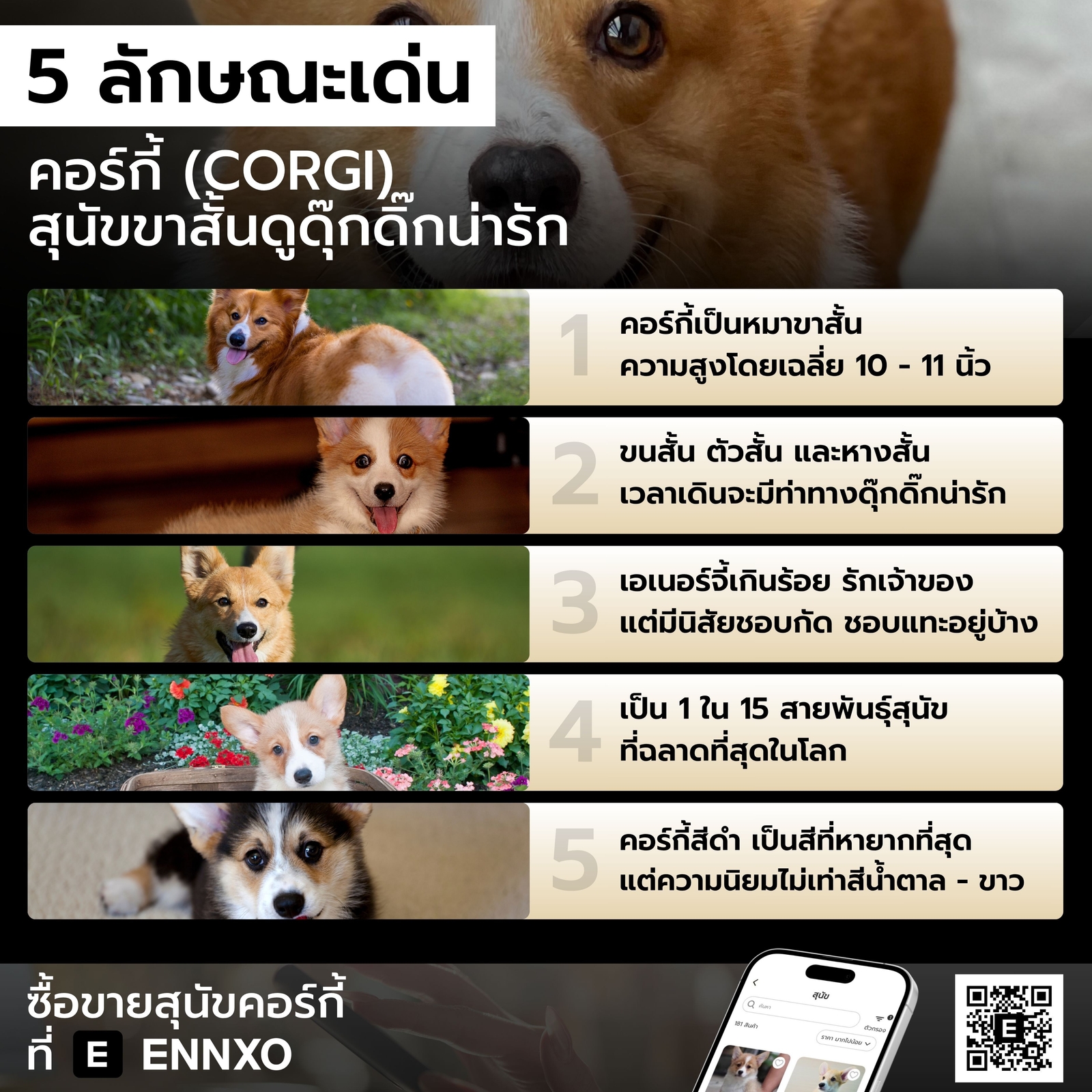 ลักษณะเด่นของสุนัขคอร์กี้