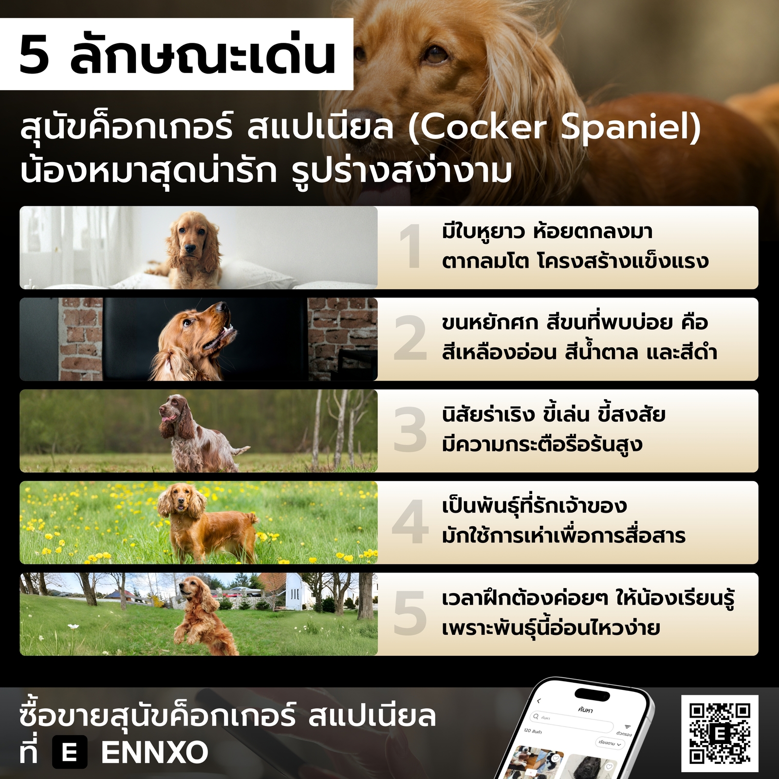 สุนัขค็อกเกอร์ สแปเนียล ลักษณะเด่น