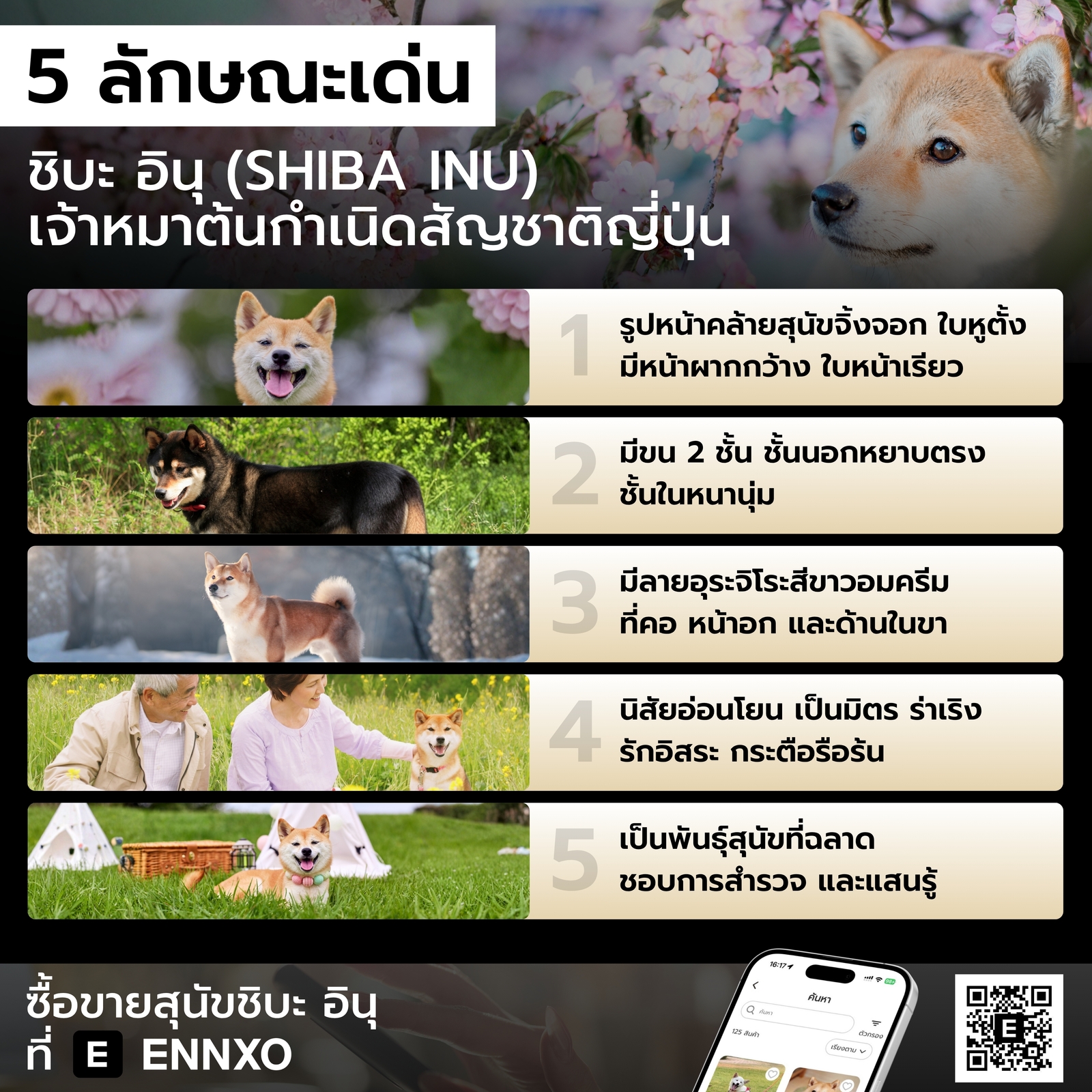 สุนัขชิบะ อินุ มีลักษณะเด่นอย่างไร