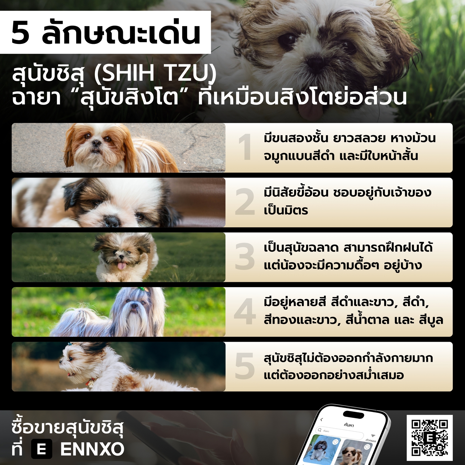 รวมลักษณะเด่นของสุนัขชิสุ มีอะไรบ้าง