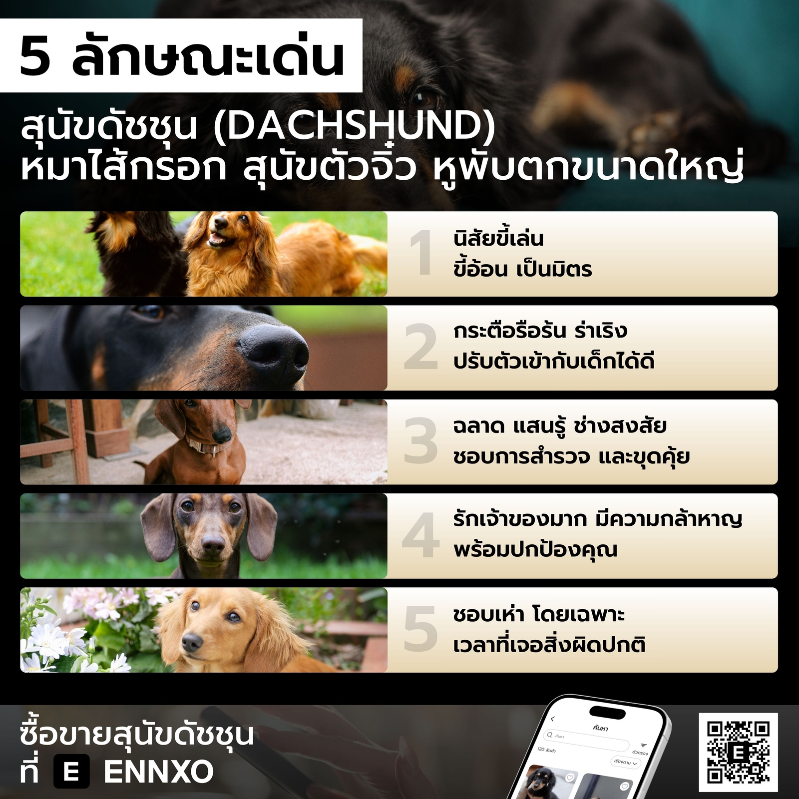 สุนัขดัชชุน ลักษณะ