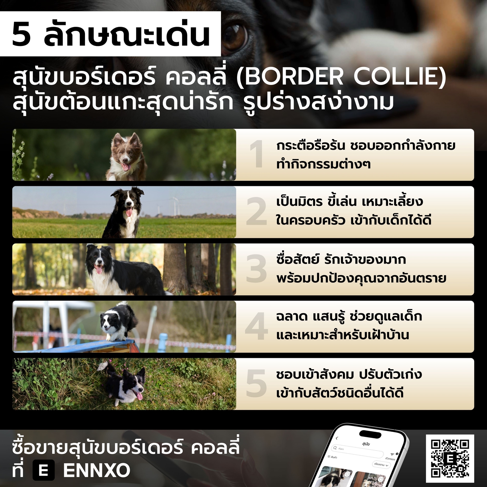 สุนัขบอร์เดอร์ คอลลี่ ลักษณะเด่นเป็นยังไง