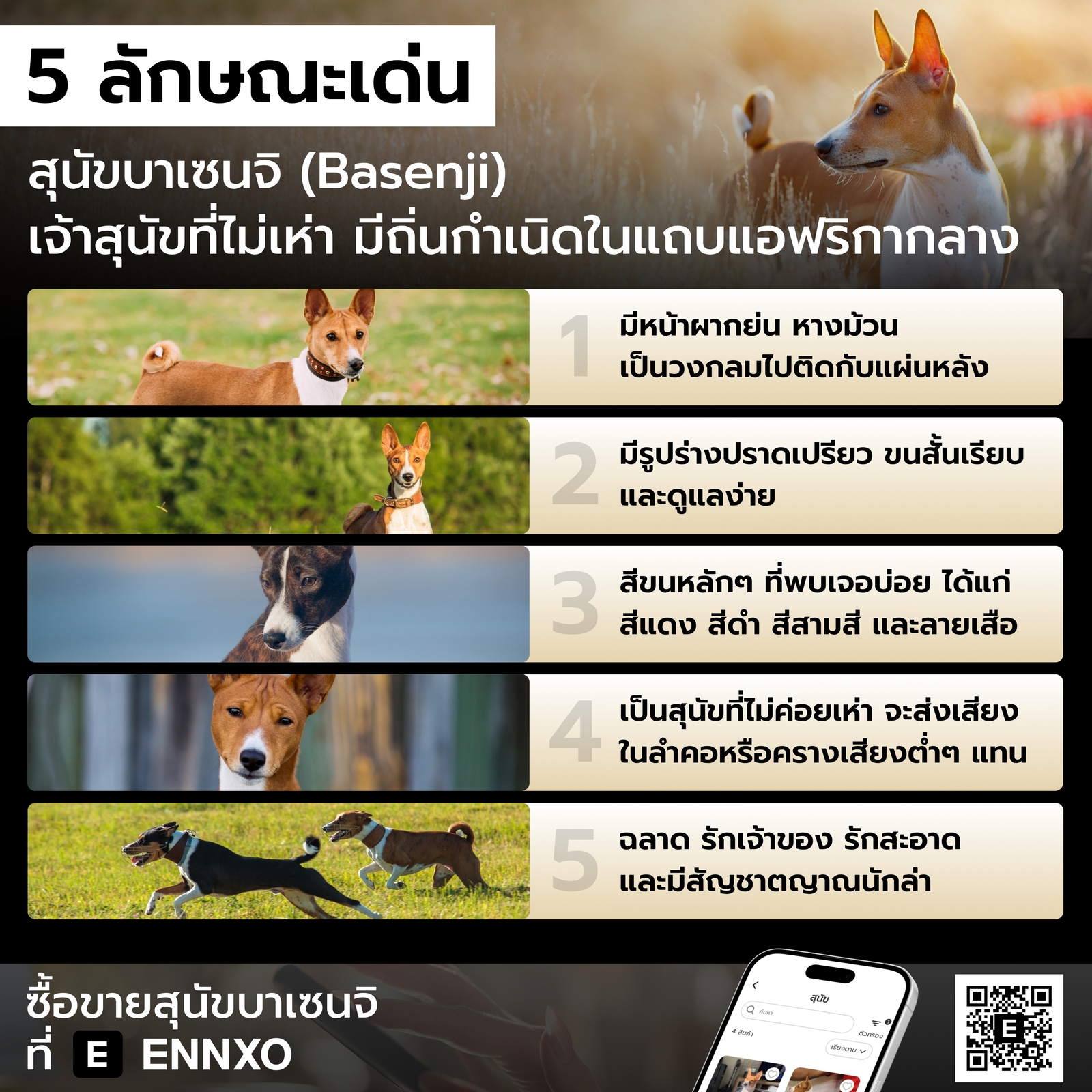 สุนัขบาเซนจิ มีลักษณะเด่นและพฤติกรรมอย่างไร