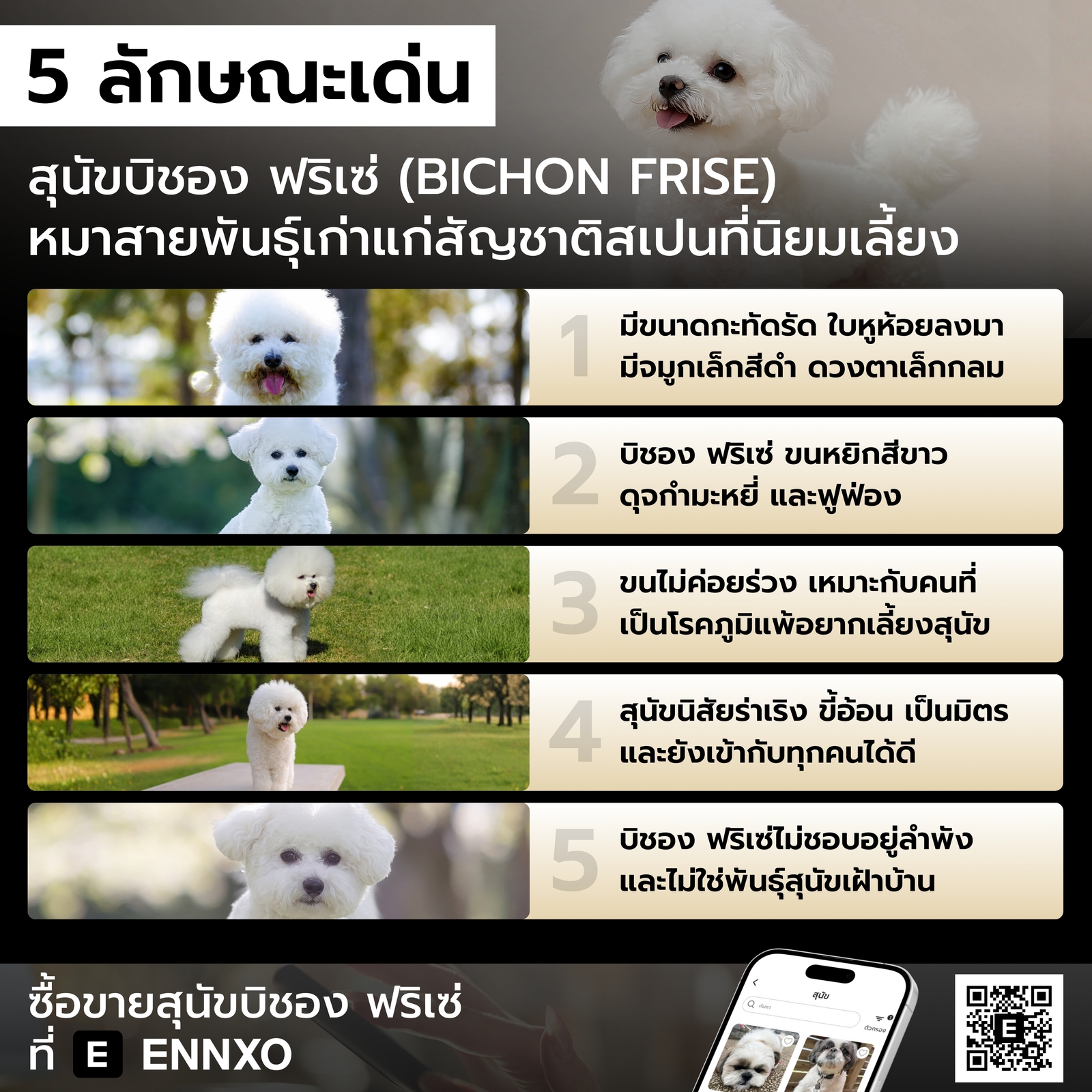 สุนัขบิชอง ฟริเซ่ ลักษณะเด่น มีอะไรบ้าง