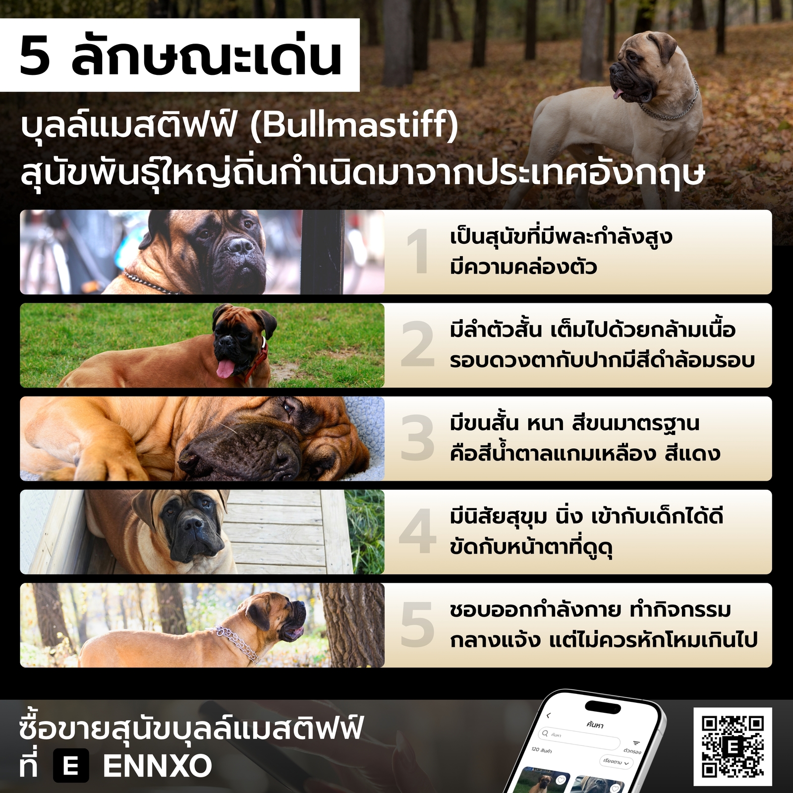 สุนัขบุลล์แมสติฟฟ์ มีลักษณะเด่นอย่างไร