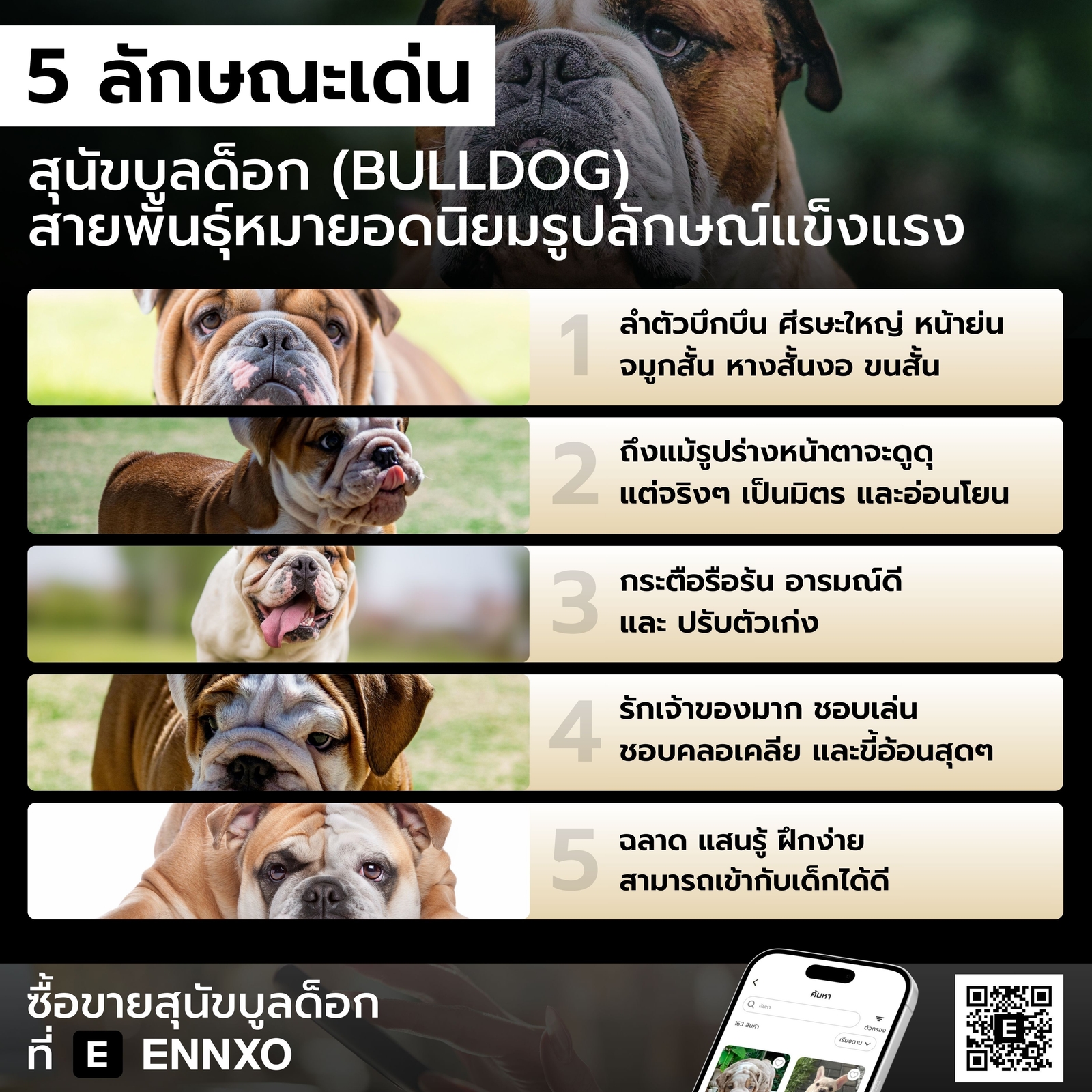 ลักษณะของบูลด็อก