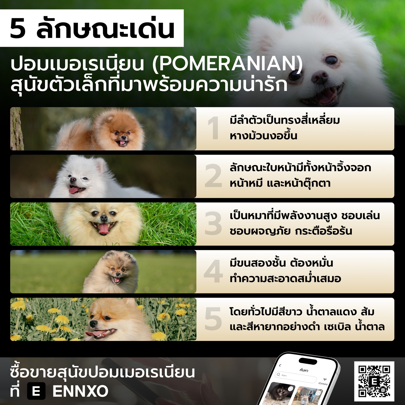 สุนัขปอมเมอเรเนียน มีลักษณะเด่นอย่างไร