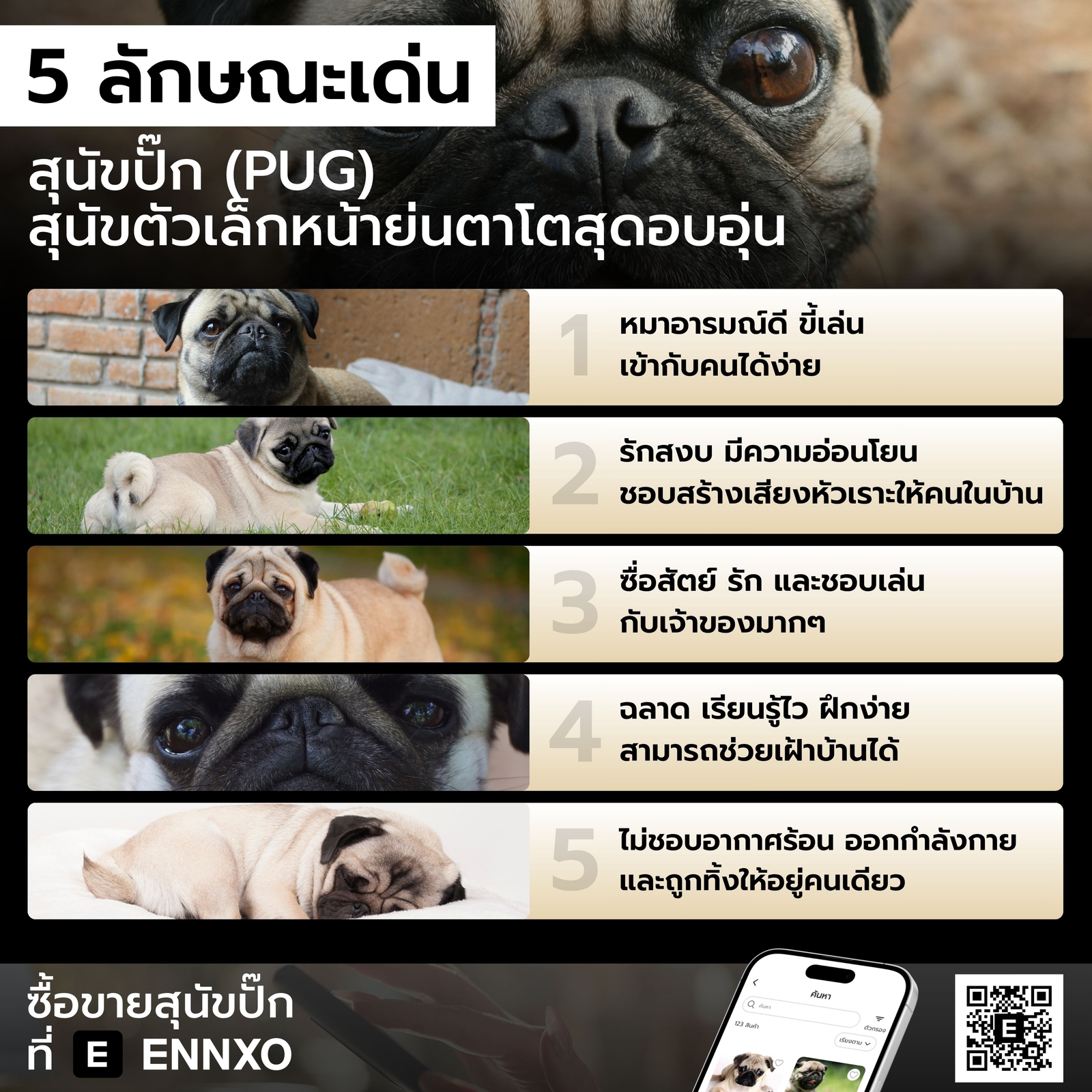 ซื้อขายสุนัขปั๊กที่ ENNXO