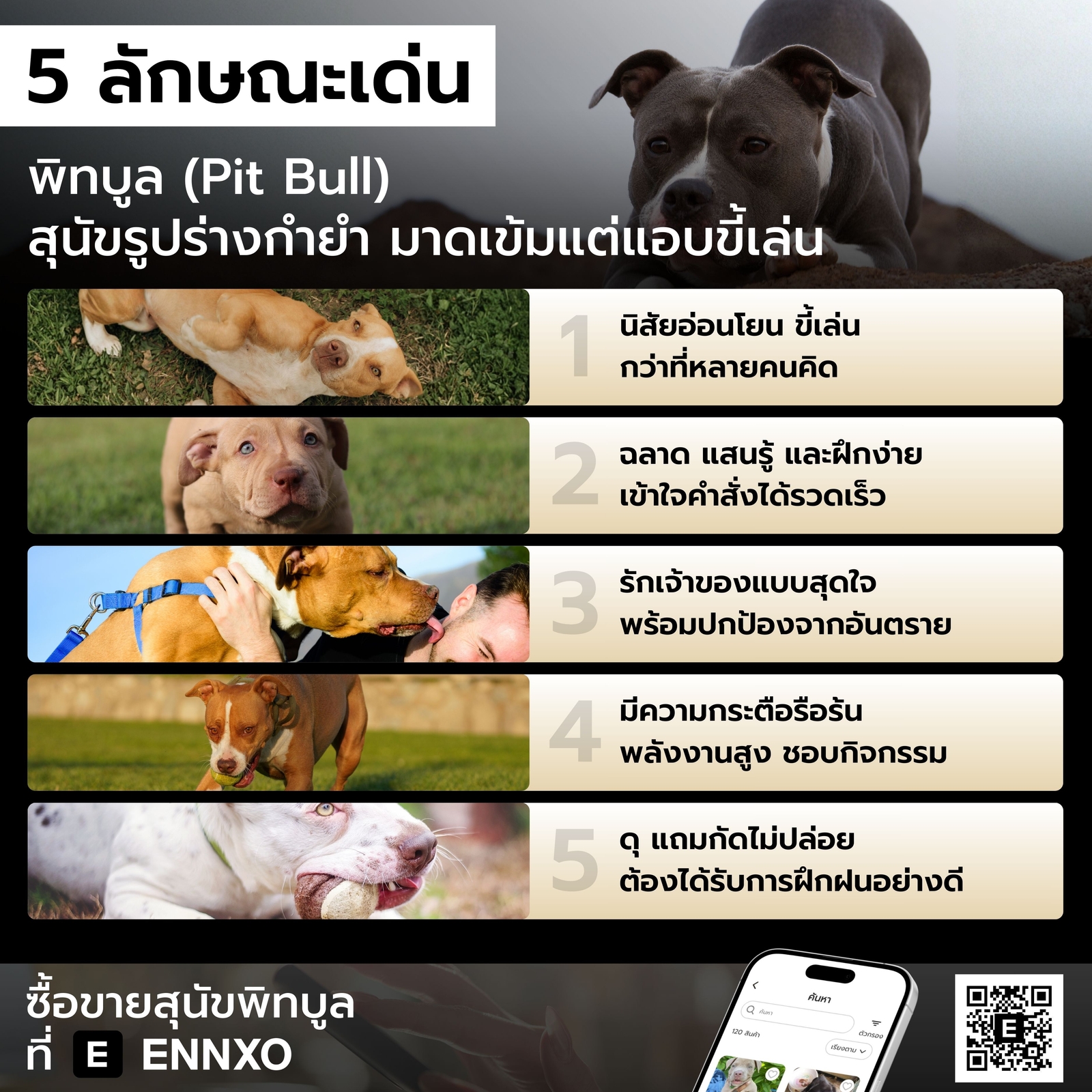 สุนัขพิทบูล ลักษณะเด่น