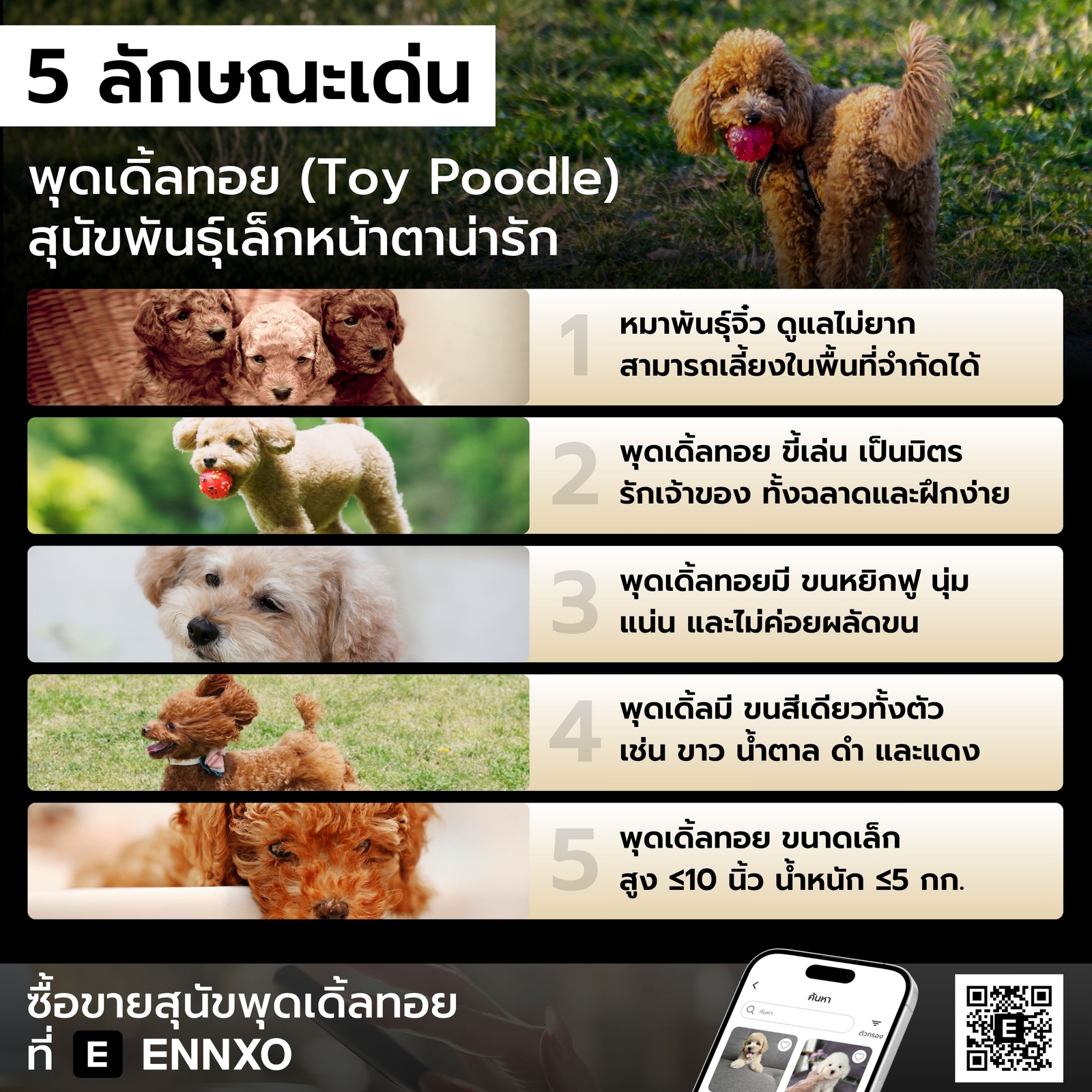 ลักษณะเด่นของสุนัขพุดเดิ้ลทอย