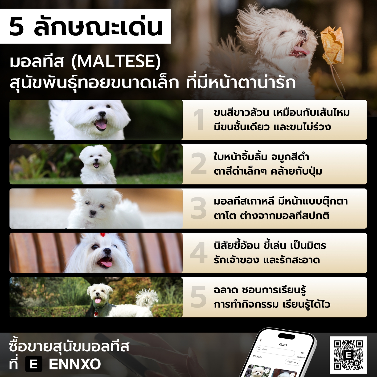 สุนัขมอลทีส มีลักษณะเด่นอย่างไร