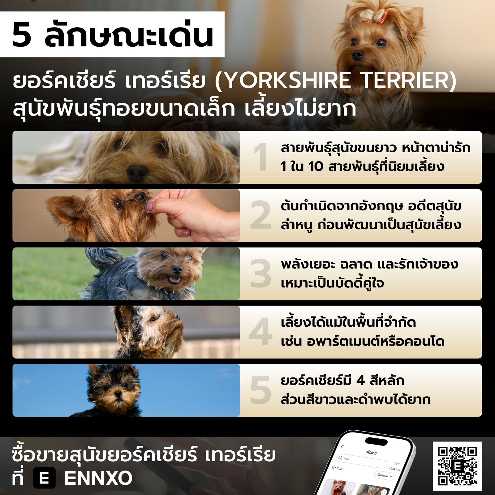 ลักษณะเด่นของสุนัขยอร์คเชียร์ เทอร์เรีย