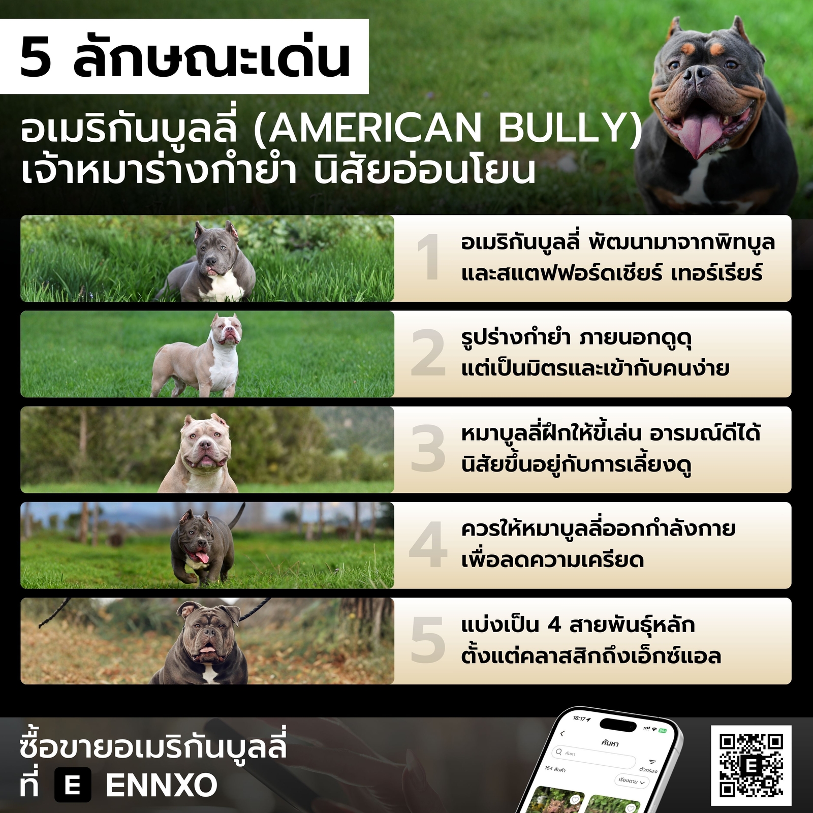 ลักษณะเด่นของสุนัขอเมริกันบูลลี่ American Bully