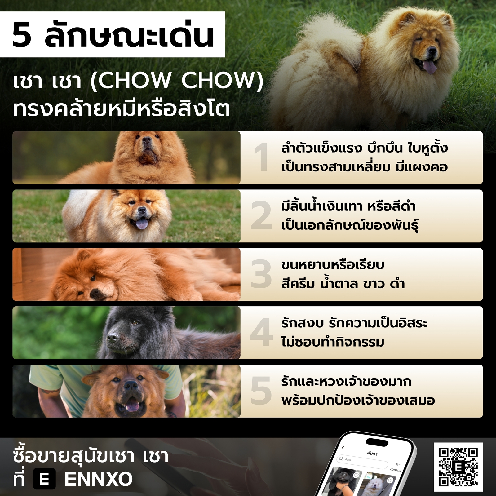 สุนัขเชาเชา มีลักษณะเด่นอย่างไร