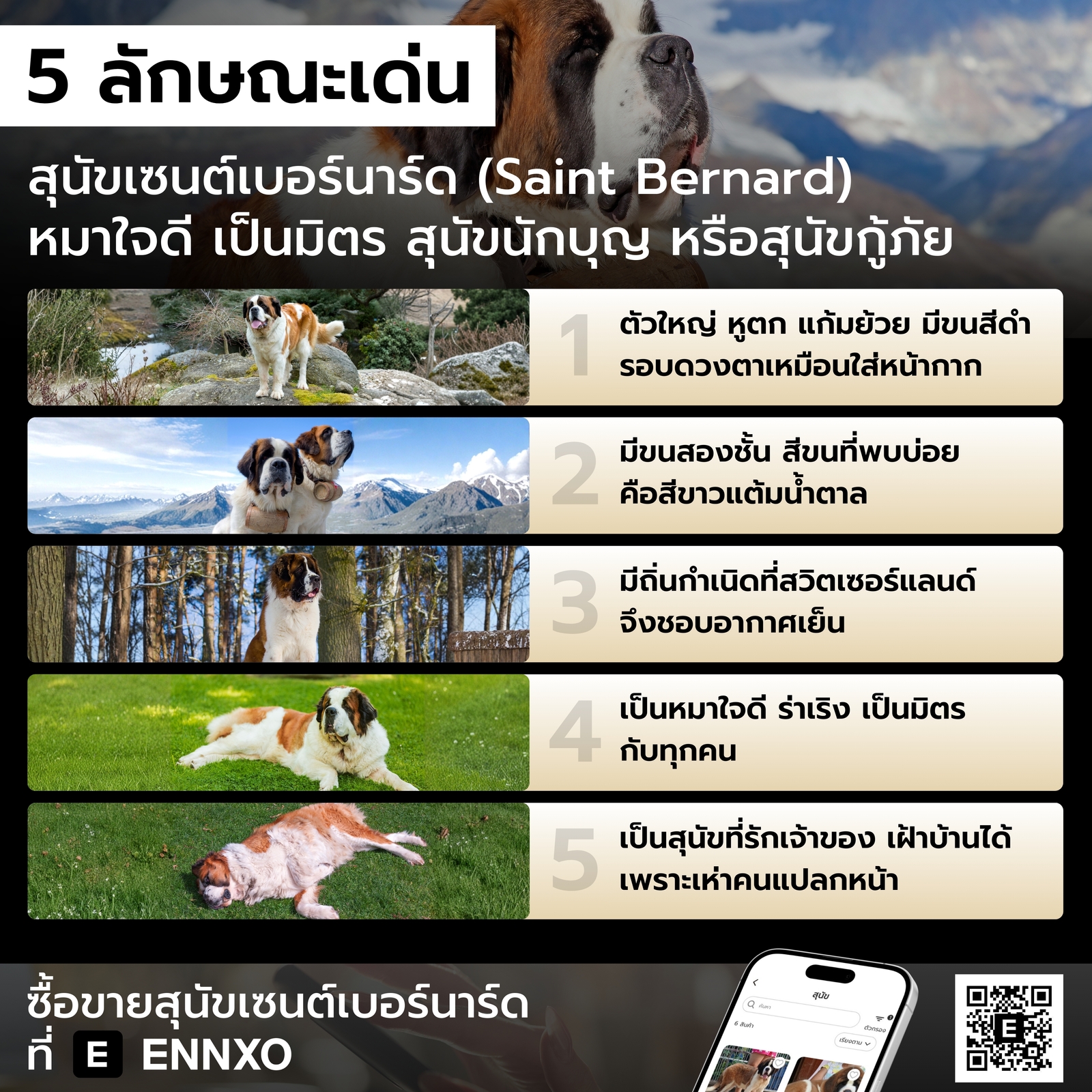 สุนัขเซนต์เบอร์นาร์ด มีลักษณะอย่างไร