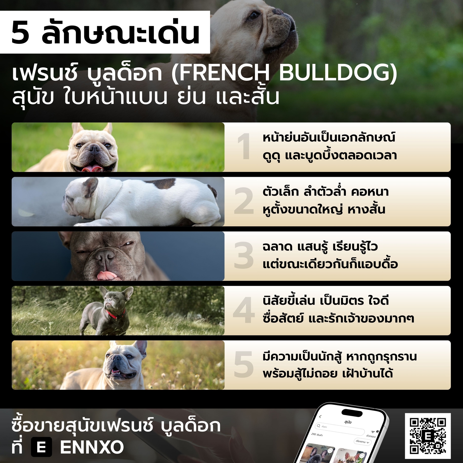 รู้จักลักษณะสุนัขเฟรนช์ บูลด็อก