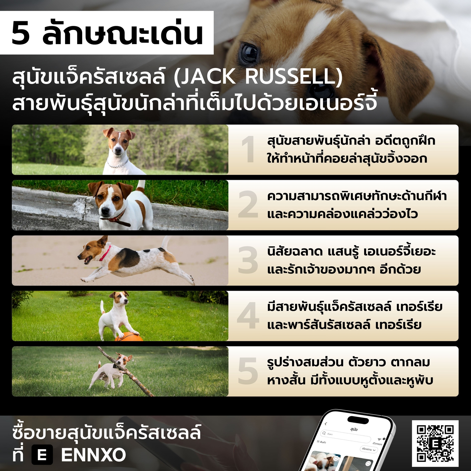 ลักษณะเด่นของสุนัขแจ็ครัสเซลล์