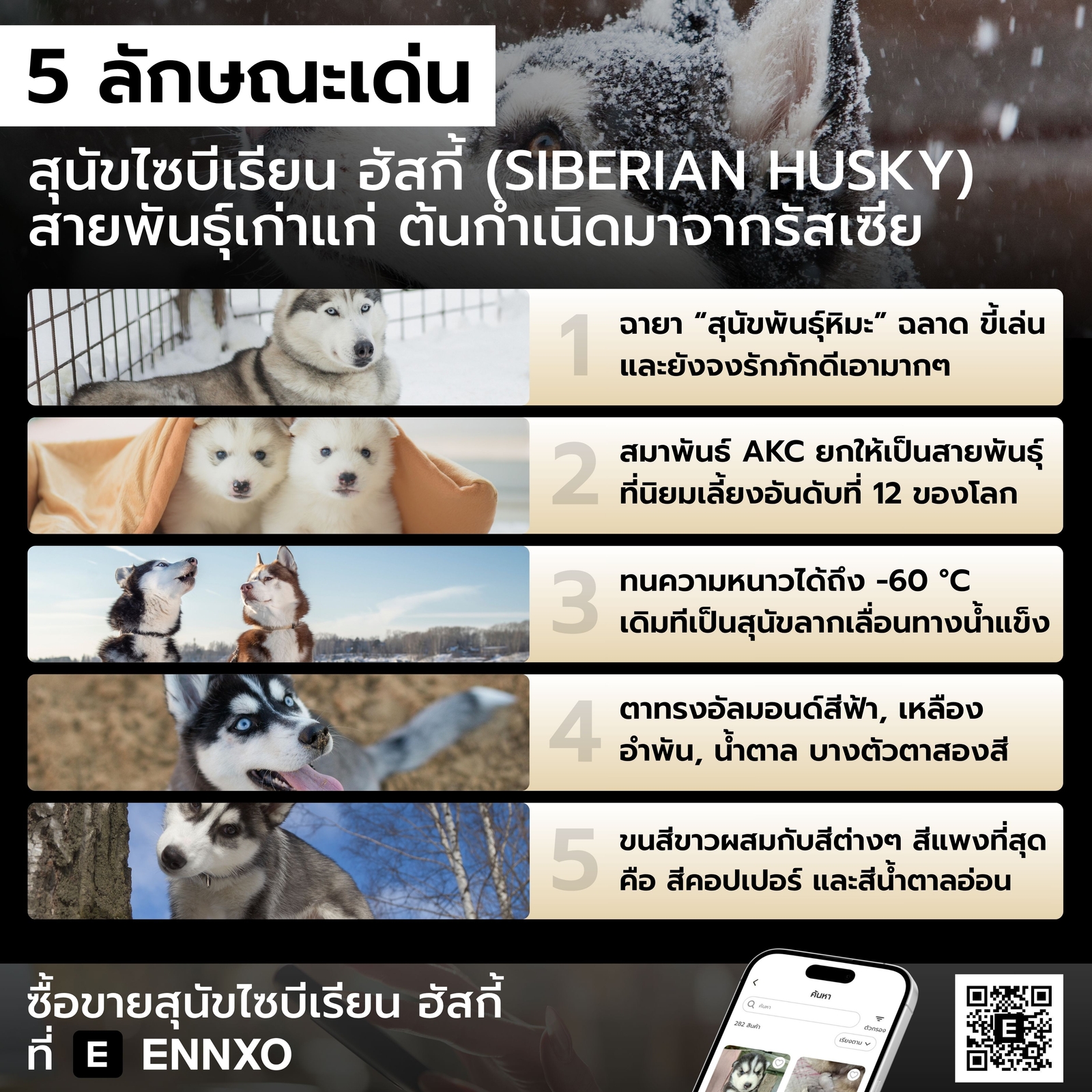 ลักษณะเด่นของสุนัขไซบีเรียน ฮัสกี้