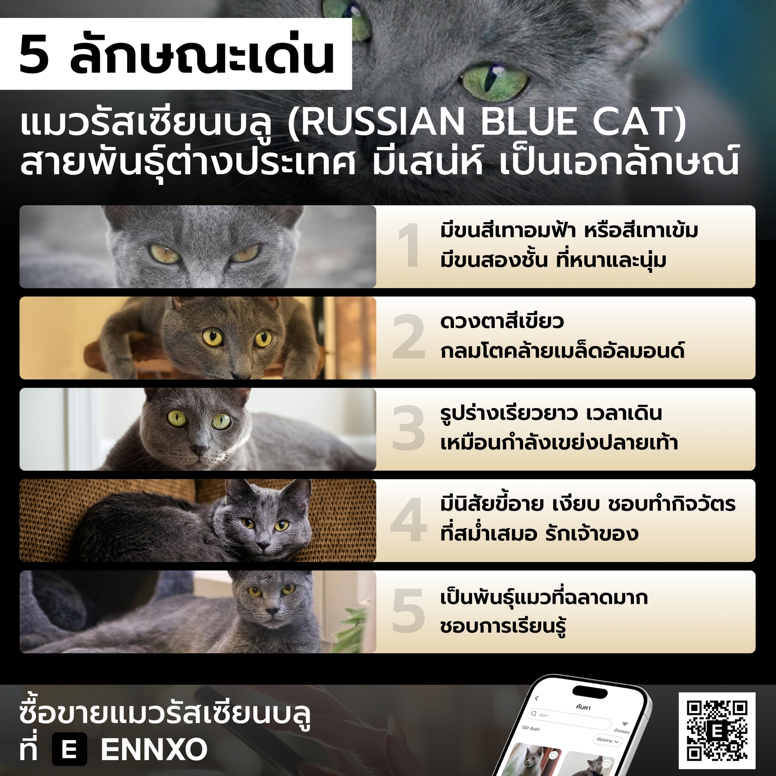 แมวรัสเซียนบลู มีลักษณะเด่นอย่างไร