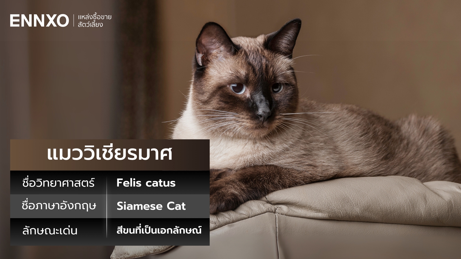 แมววิเชียรมาศมีจุดเด่นอย่างไร