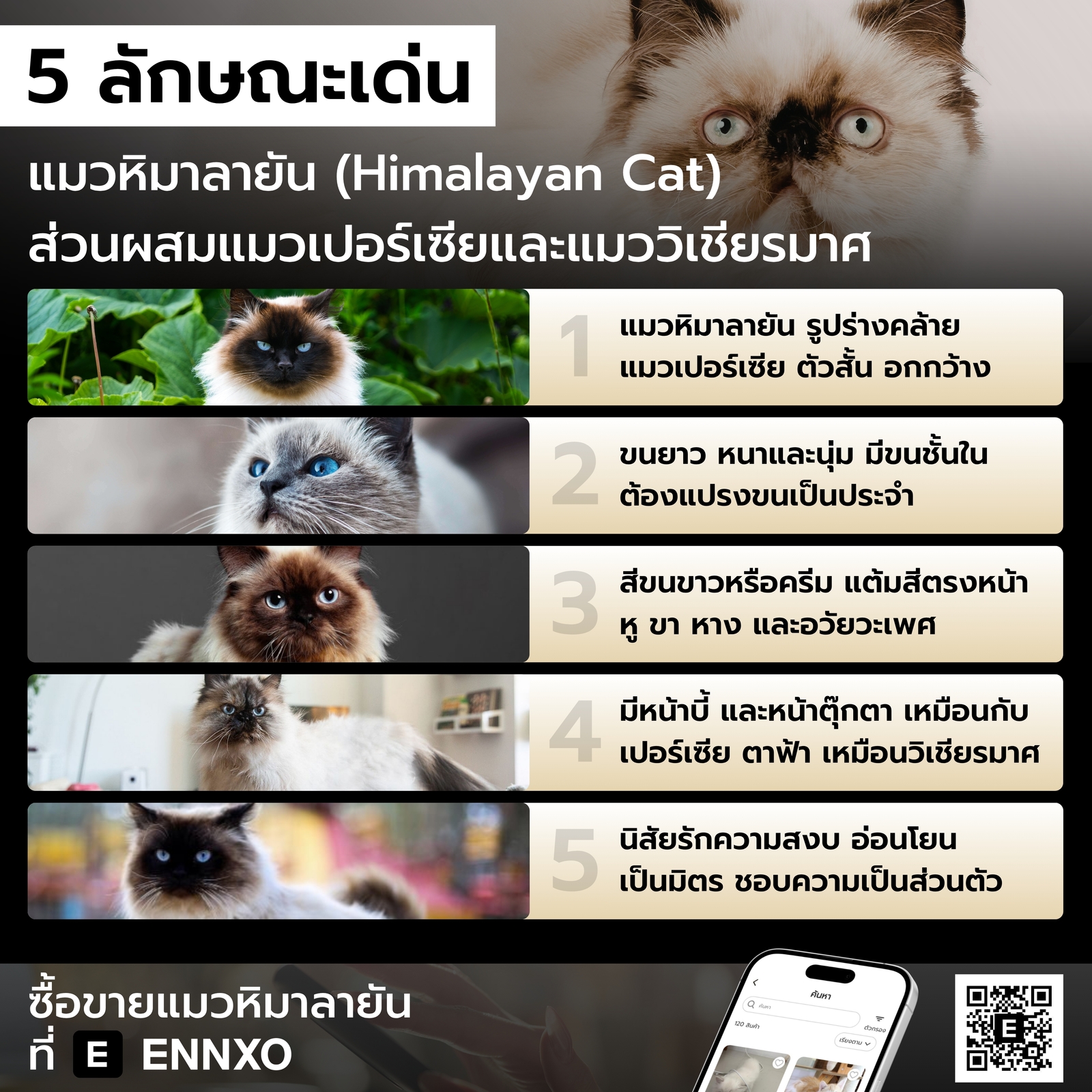 แมวหิมาลายันมีลักษณะอย่างไร