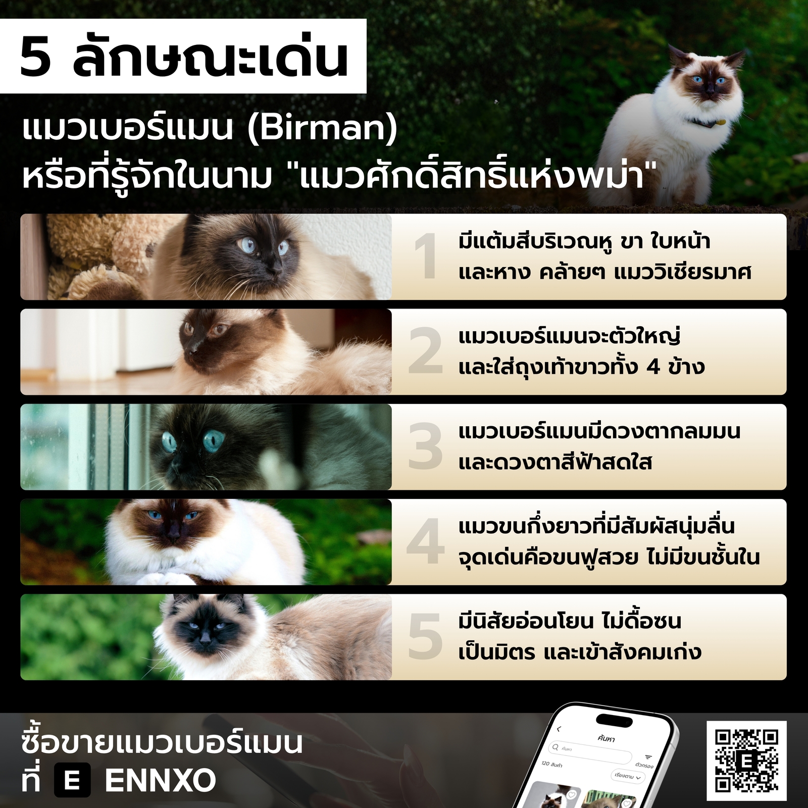 ลักษณะเด่นและพฤติกรรมของแมวเบอร์แมน