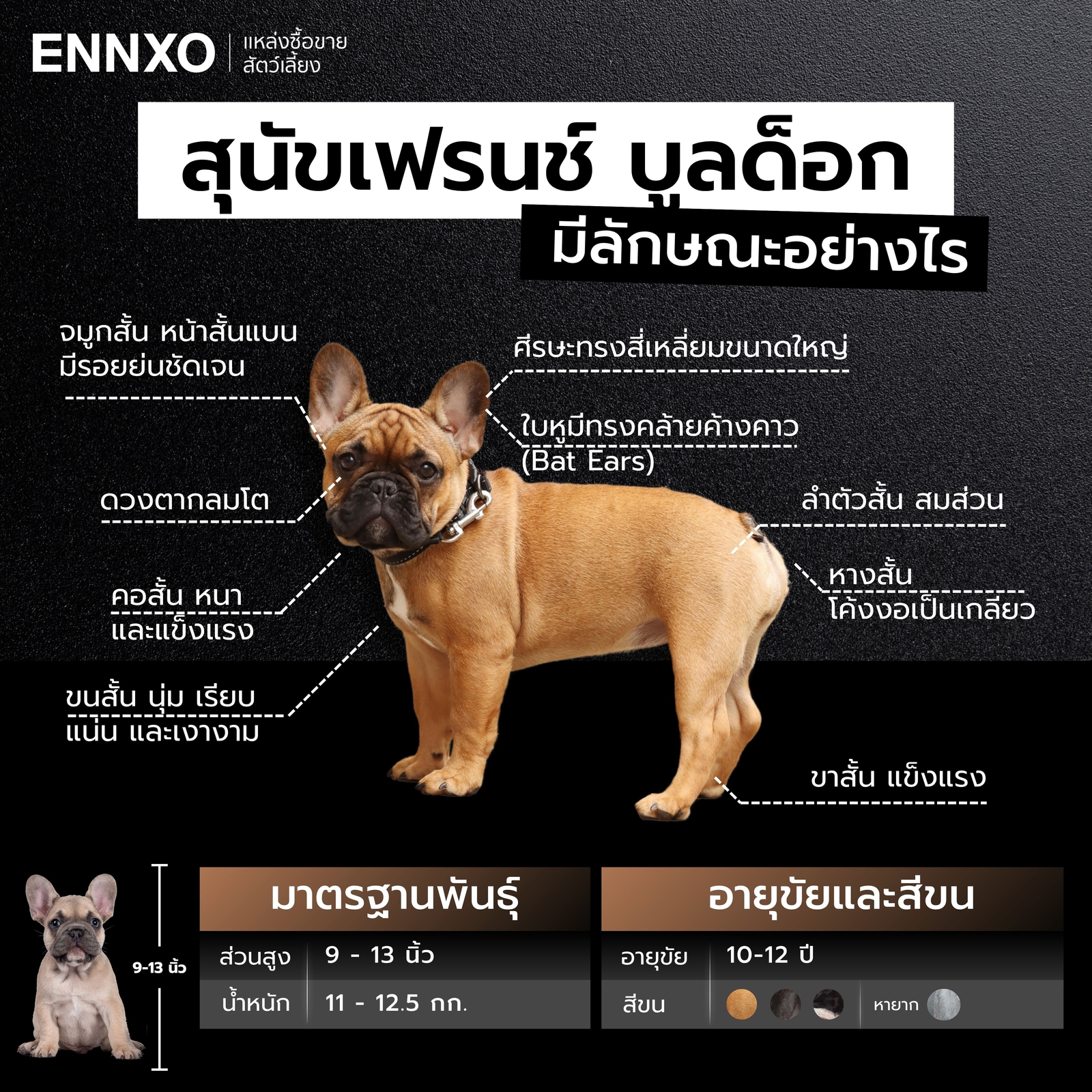 เฟรนช์ บูลด็อก แท้ดูยังไง