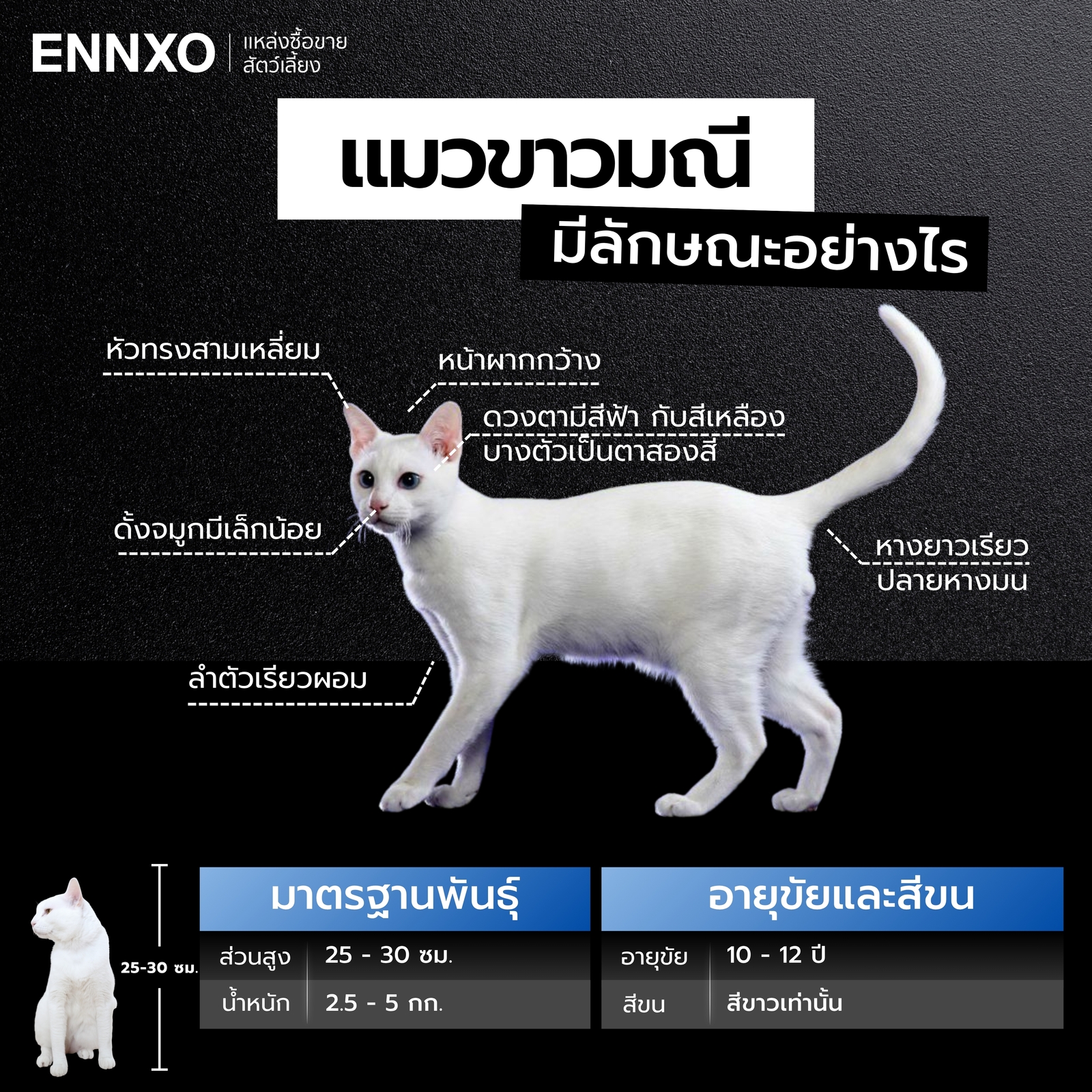 แมวขาวมณี มีลักษณะอย่างไร