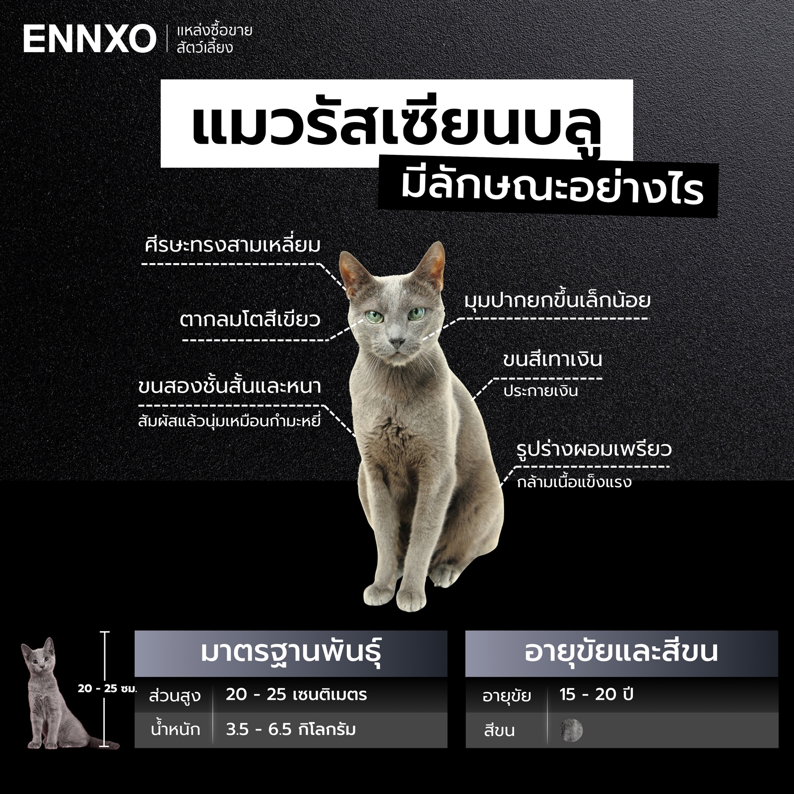 แมวรัสเซียนบลู มีลักษณะอย่างไร