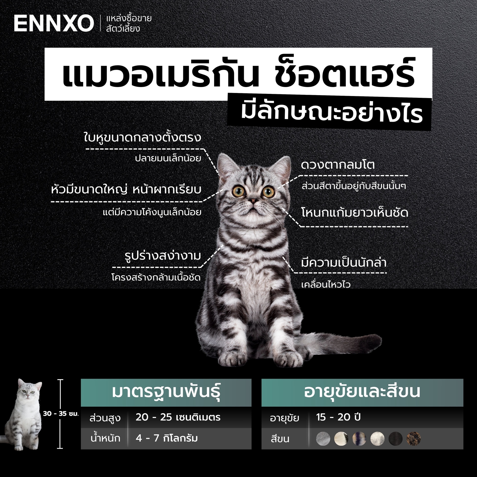 ลักษณะแมวอเมริกัน-ช็อตแฮร์-เป็นอย่างไร