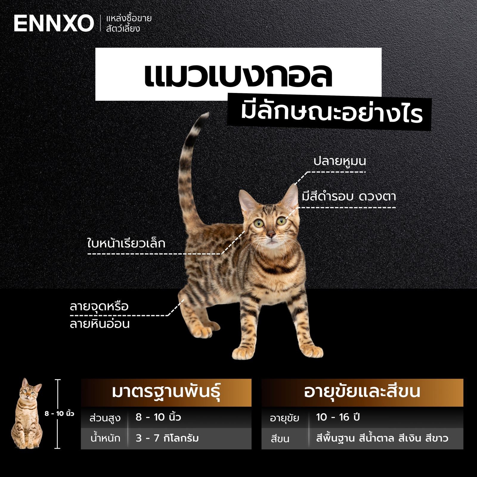 แมวเบงกอล มีลักษณะอย่างไร