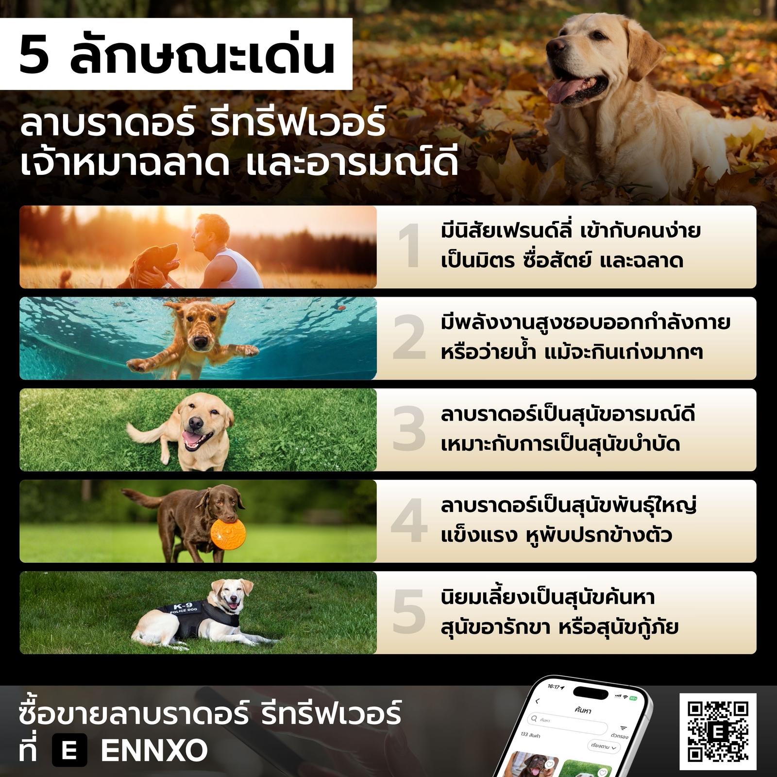 ลาบราดอร์-รีทรีฟเวอร์-พันธุ์ผสม-แท้-ราคาถูก