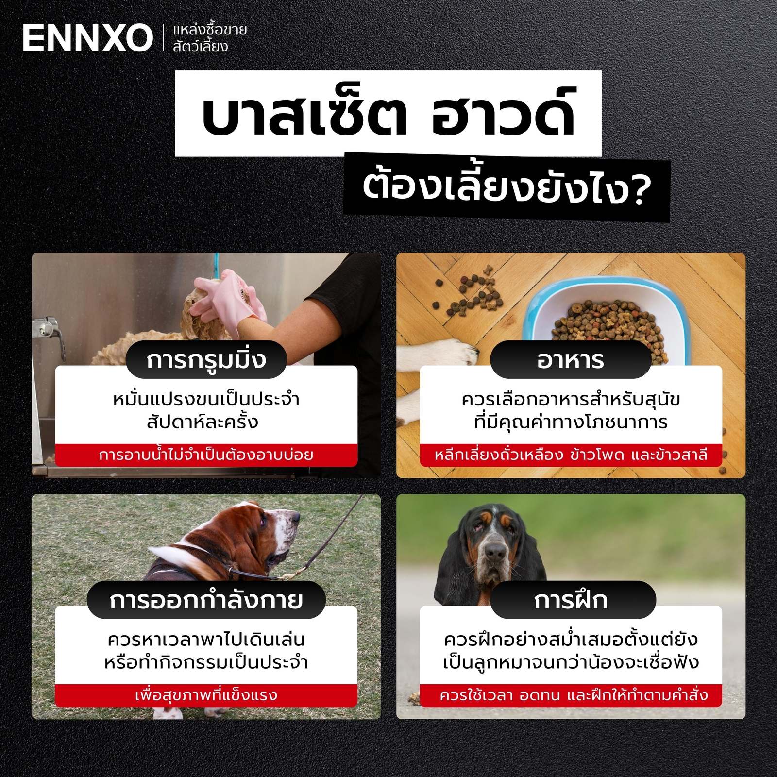 บาสเซ็ต ฮาวด์ การเลี้ยงดู