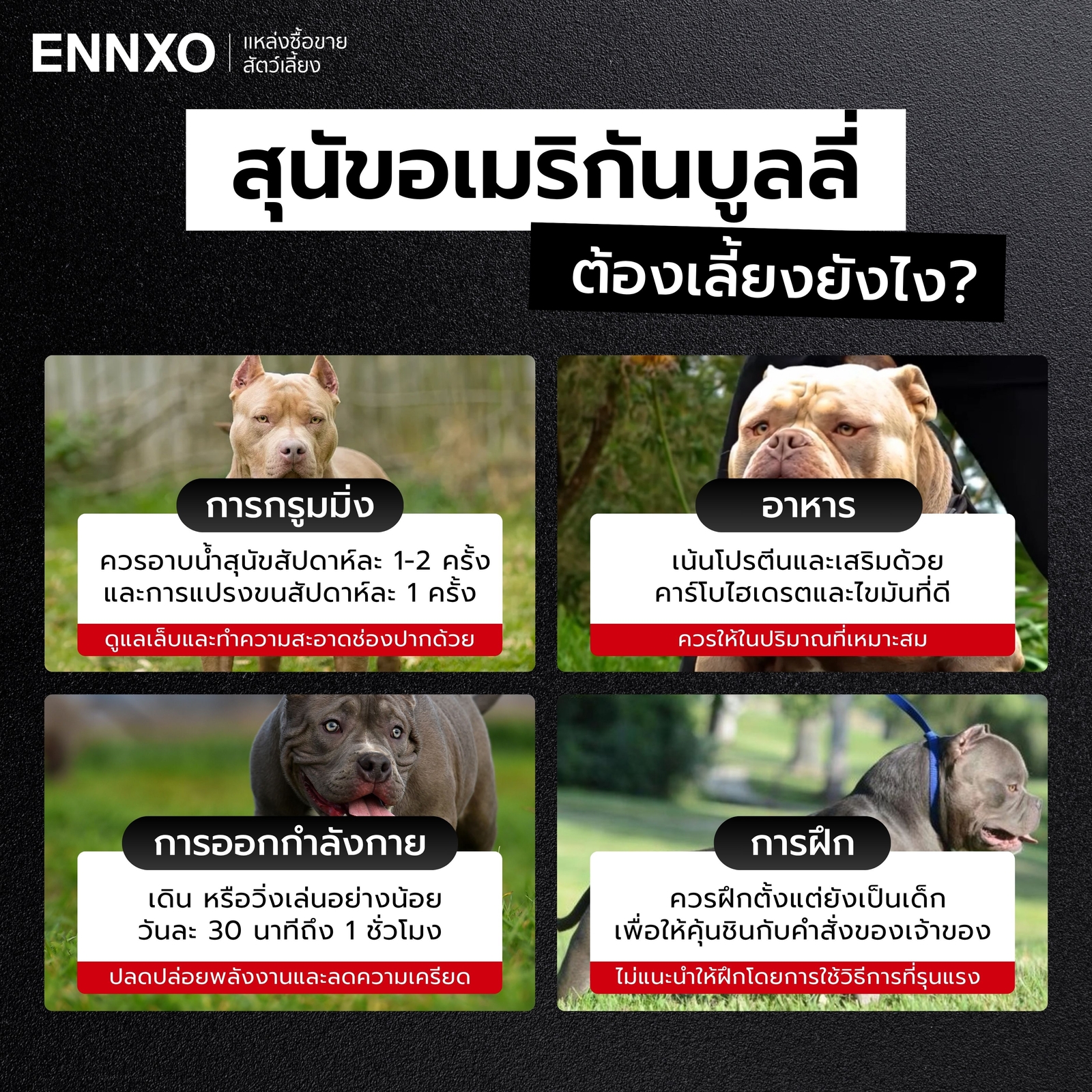 วิธีการเลี้ยงดูสุนัขอเมริกันบูลลี่ ต้องเตรียมอะไรบ้าง.