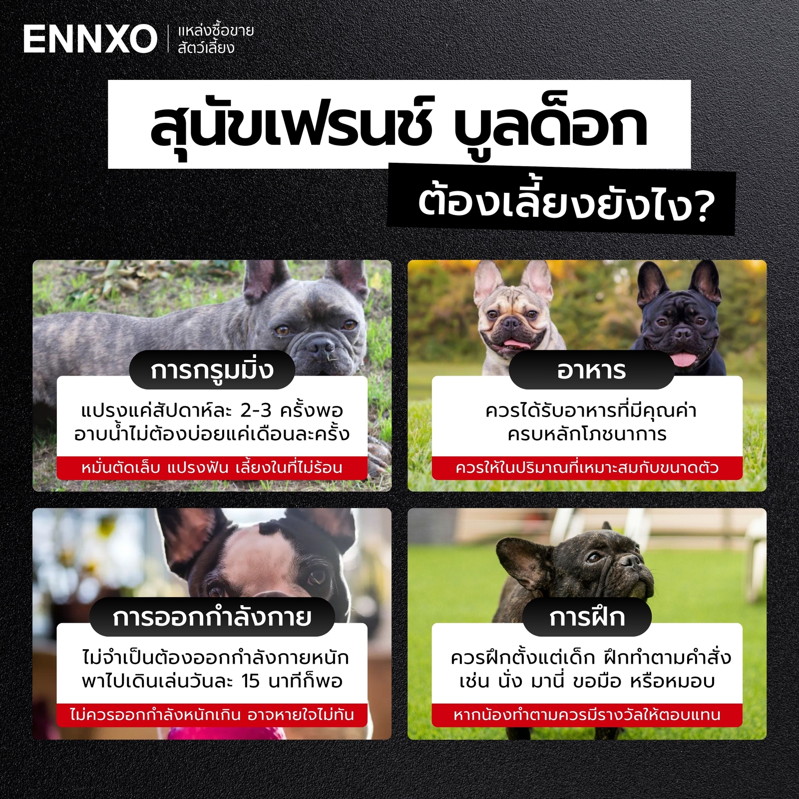 วิธีเลี้ยงดูสุนัขเฟรนช์ บูลด็อก