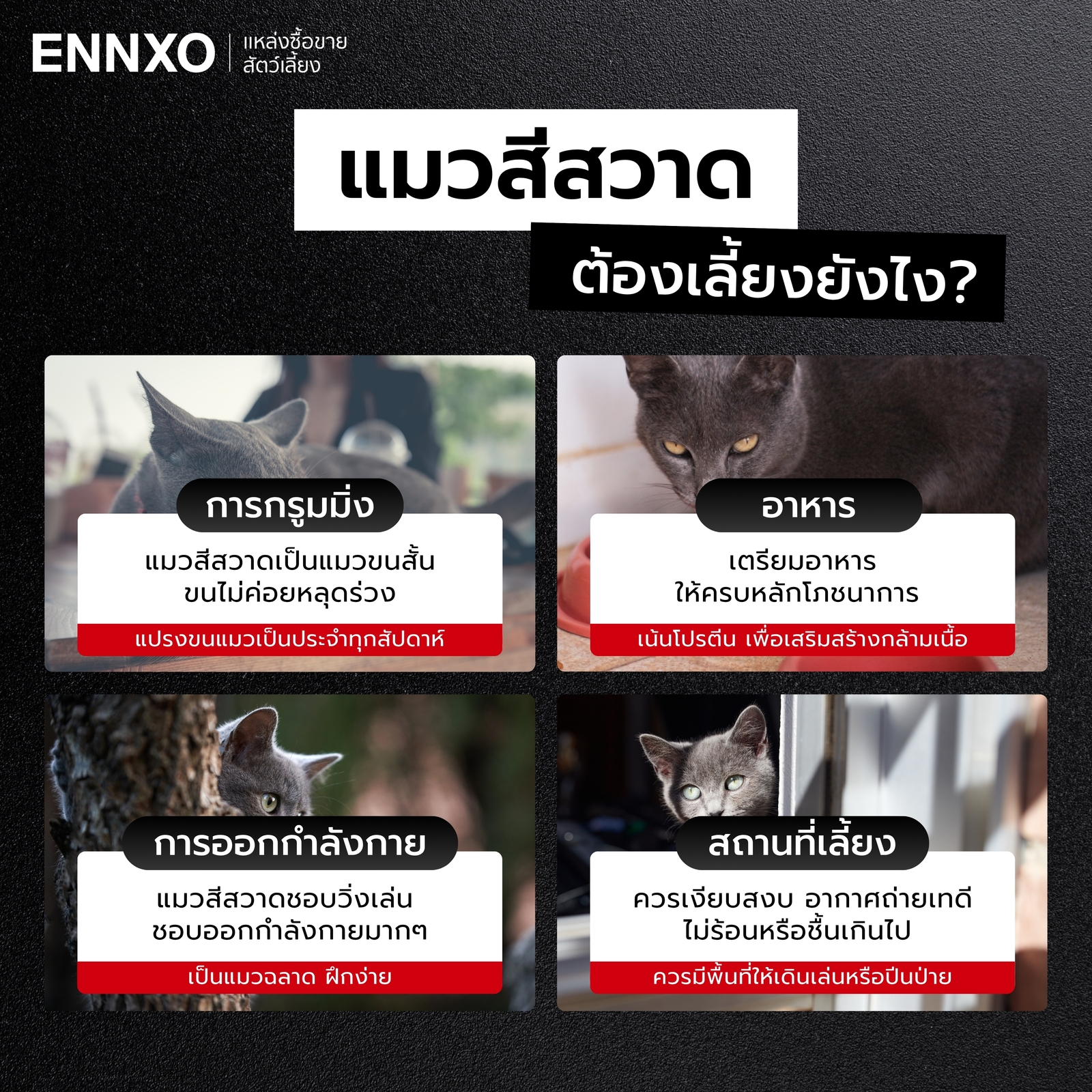 การเลี้ยงดูแลแมวโคราช