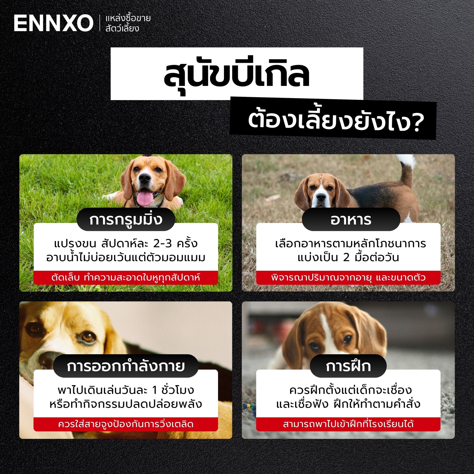 สุนัขบีเกิ้ล เลี้ยงยากไหม